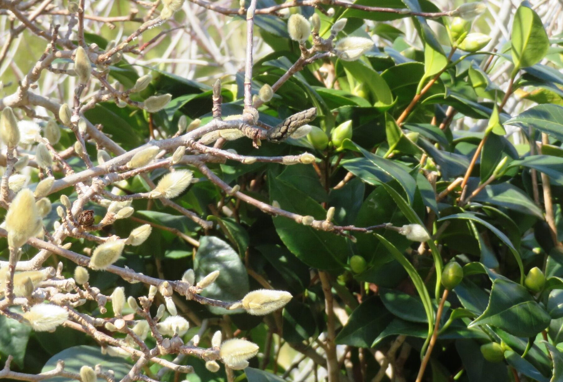 コブシ（辛夷）と椿の蕾