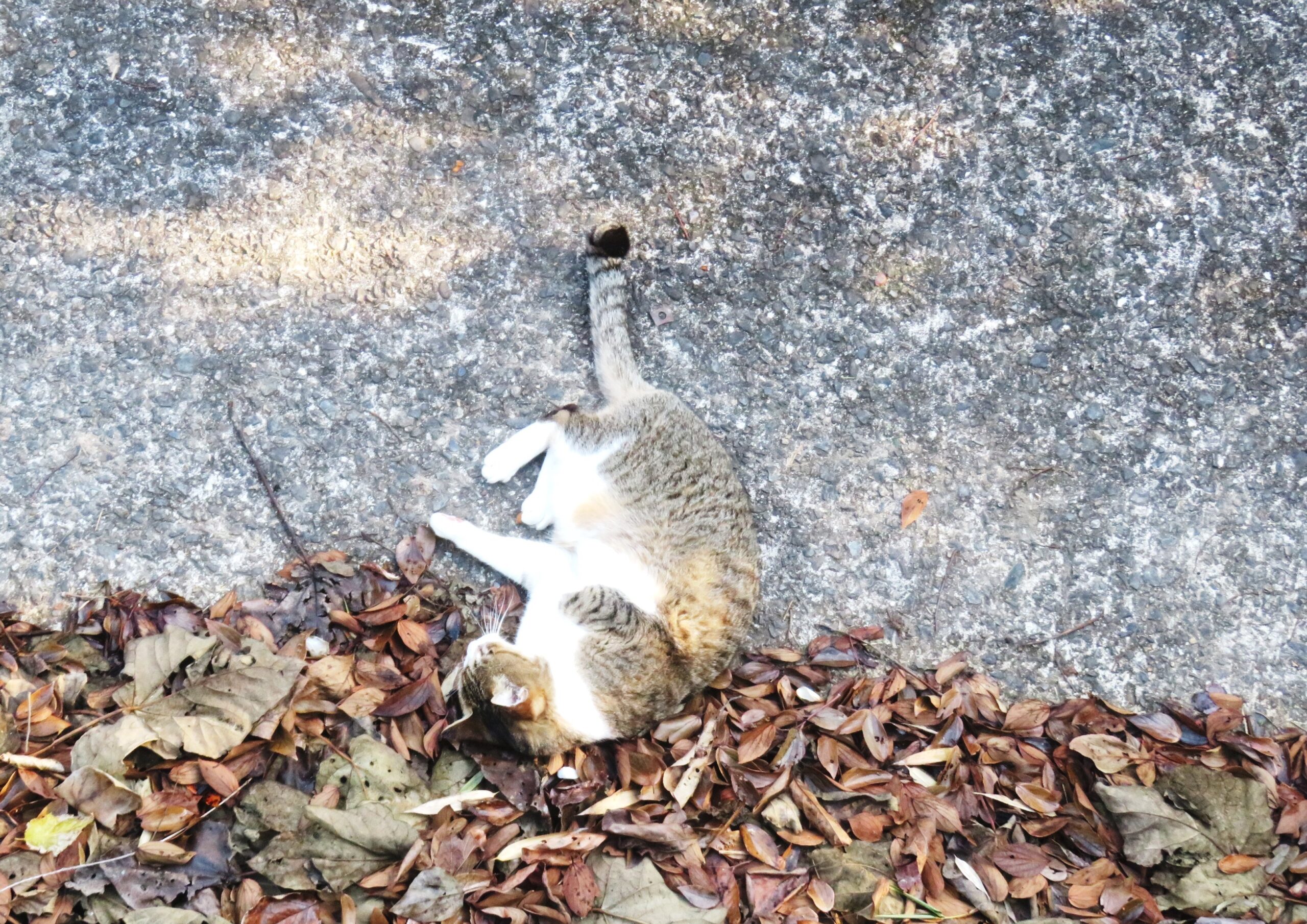 ねこ、風太　巡回