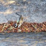 ねこ、風太　巡回