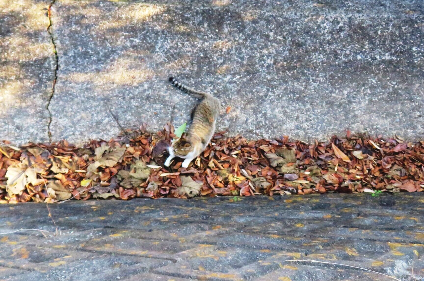 ねこ、風太　巡回