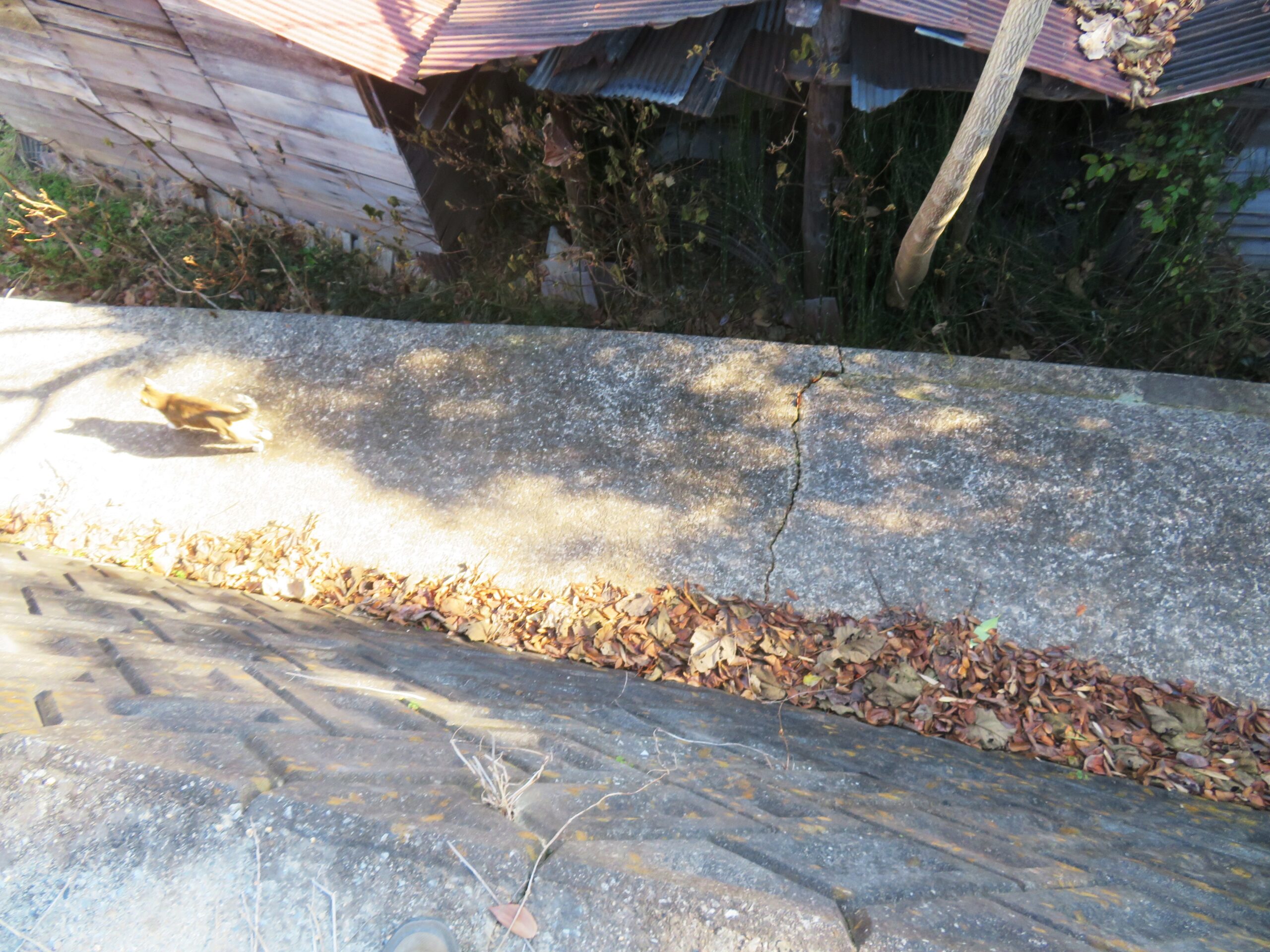 ねこ、風太　巡回