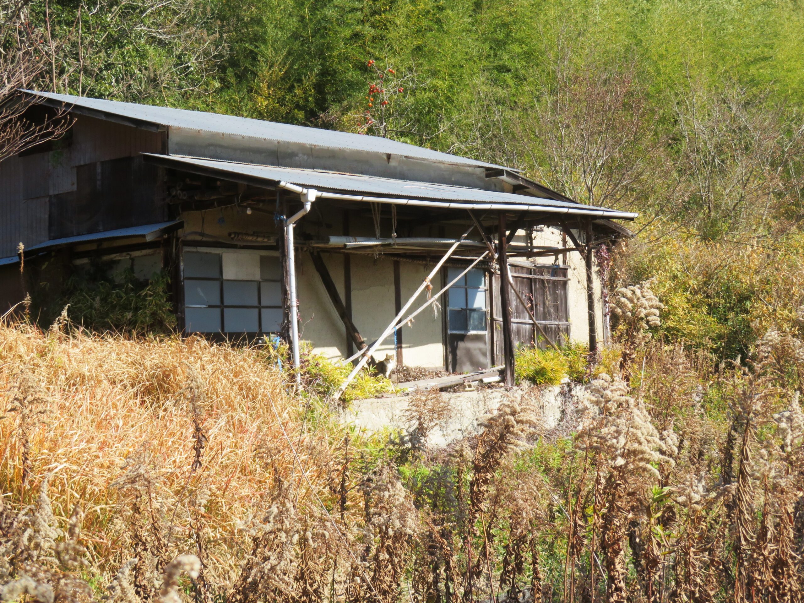 ねこ、風太　巡回