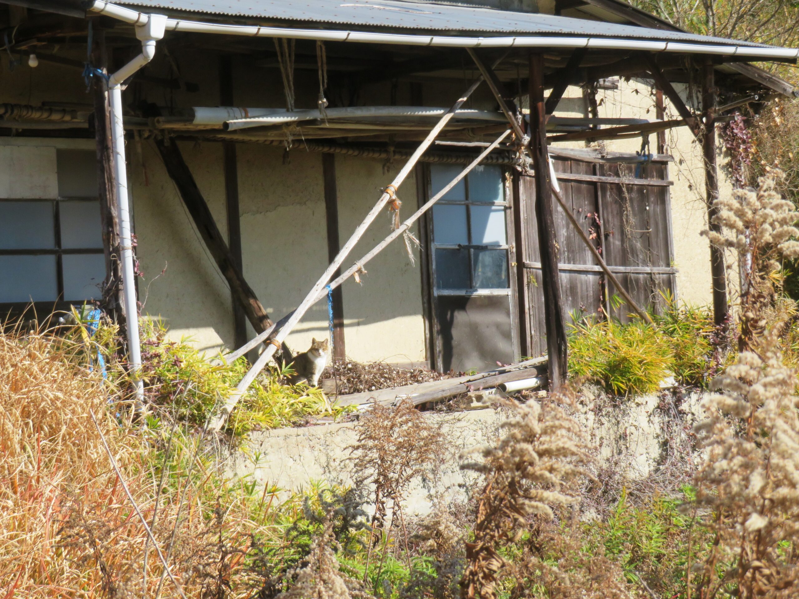 ねこ、風太　巡回