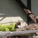 ねこ、風太　巡回