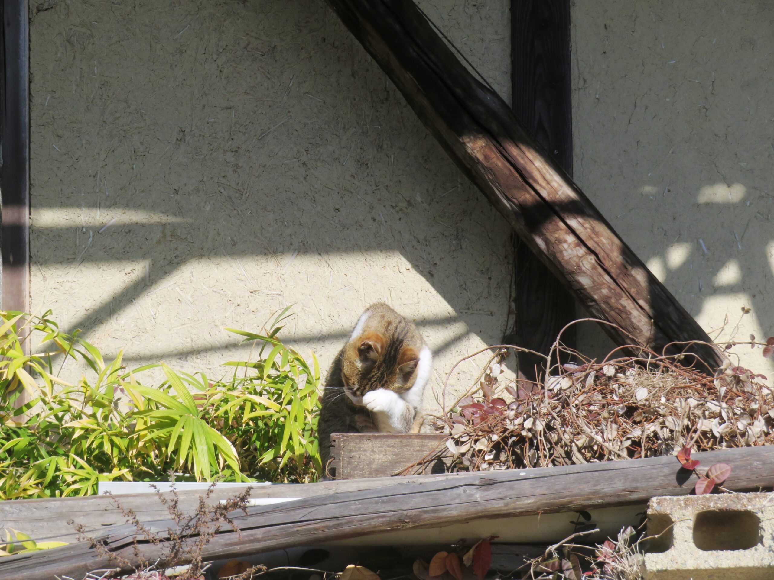 ねこ、風太　巡回