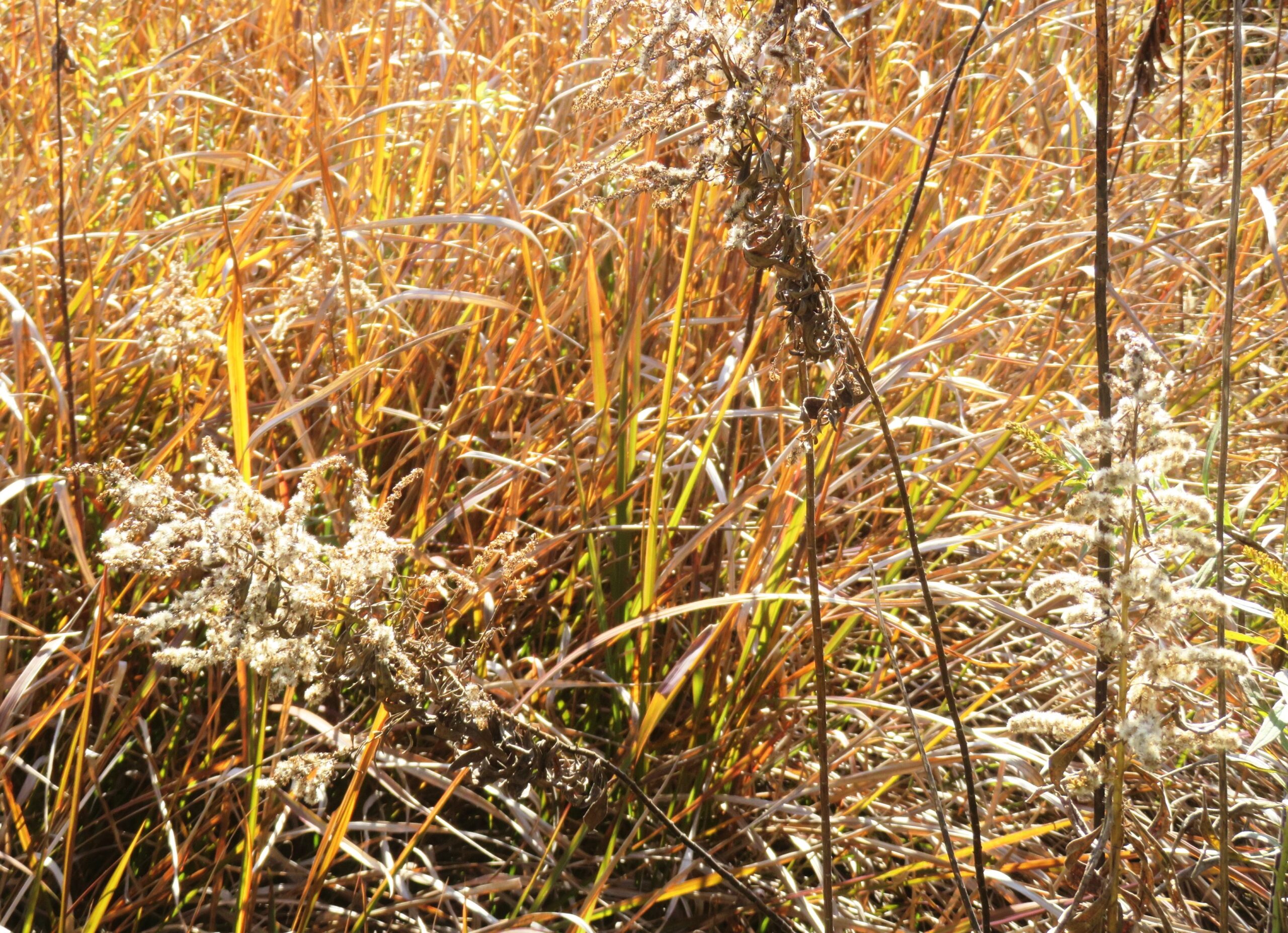 セイタカアワダチソウと草紅葉