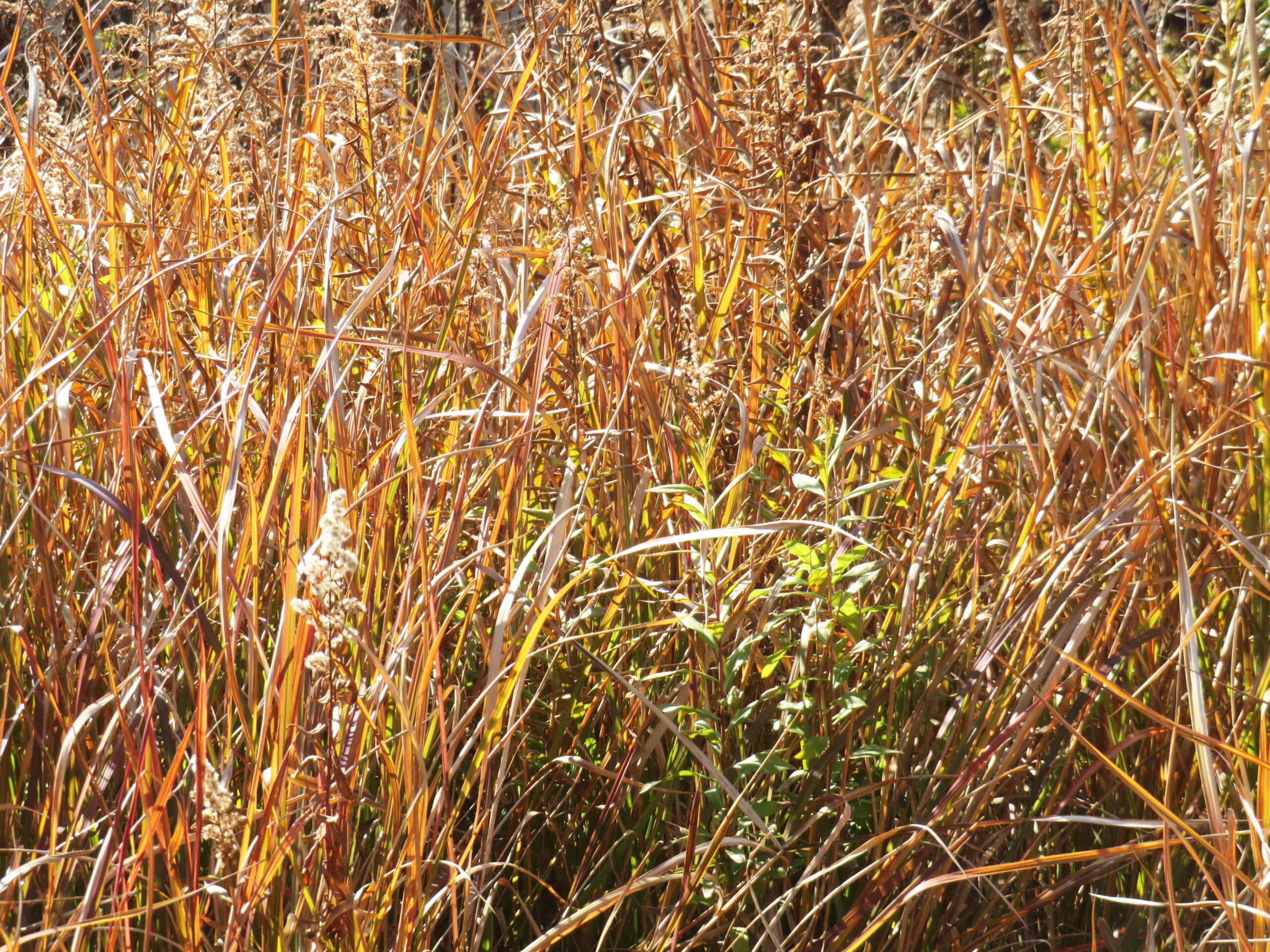 セイタカアワダチソウと草紅葉