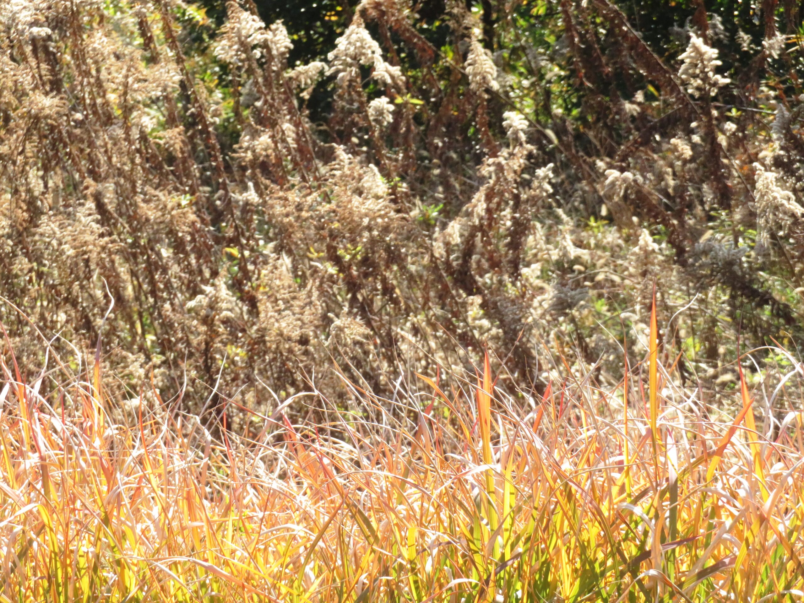 セイタカアワダチソウと草紅葉
