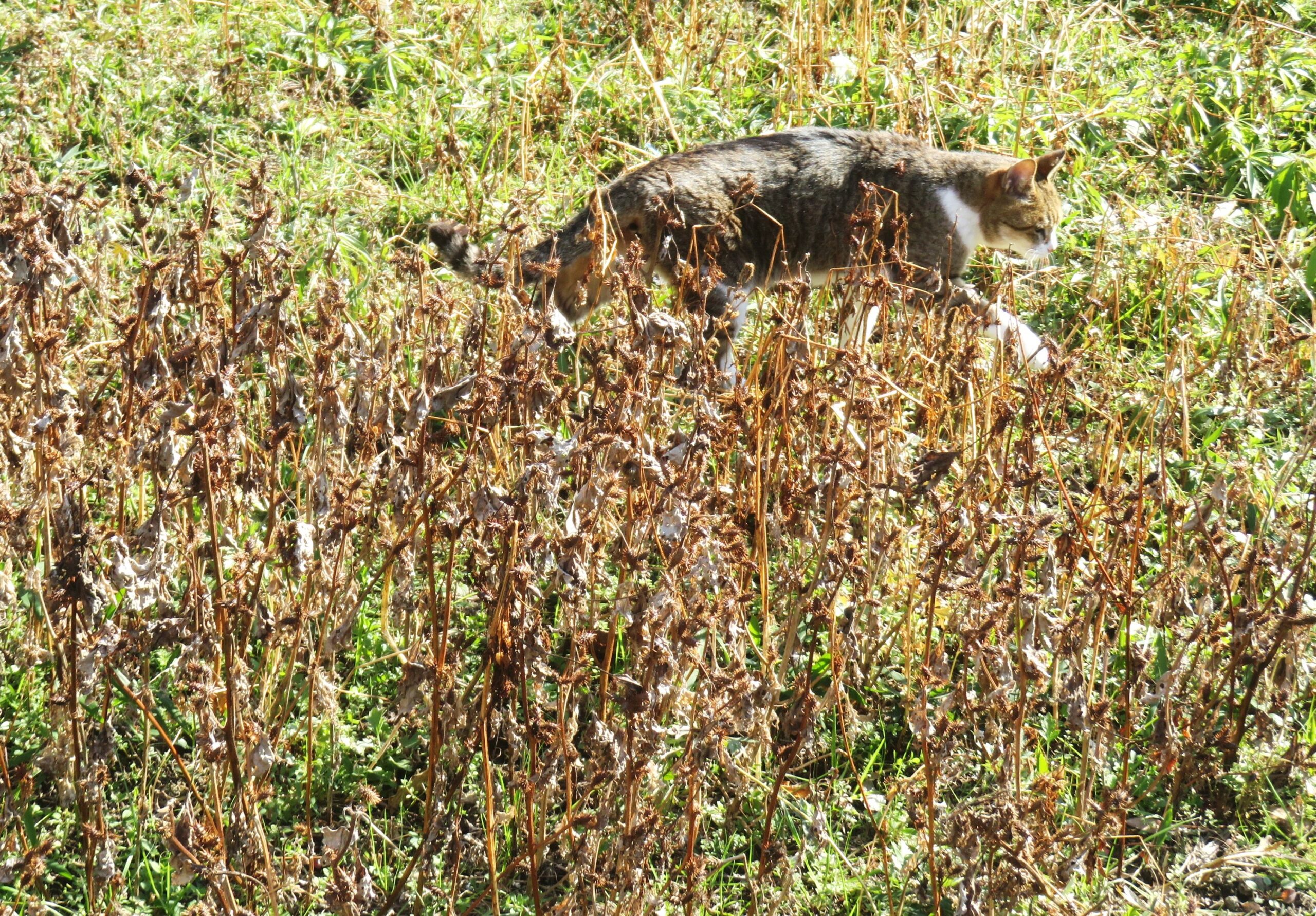 ねこ、風太　巡回