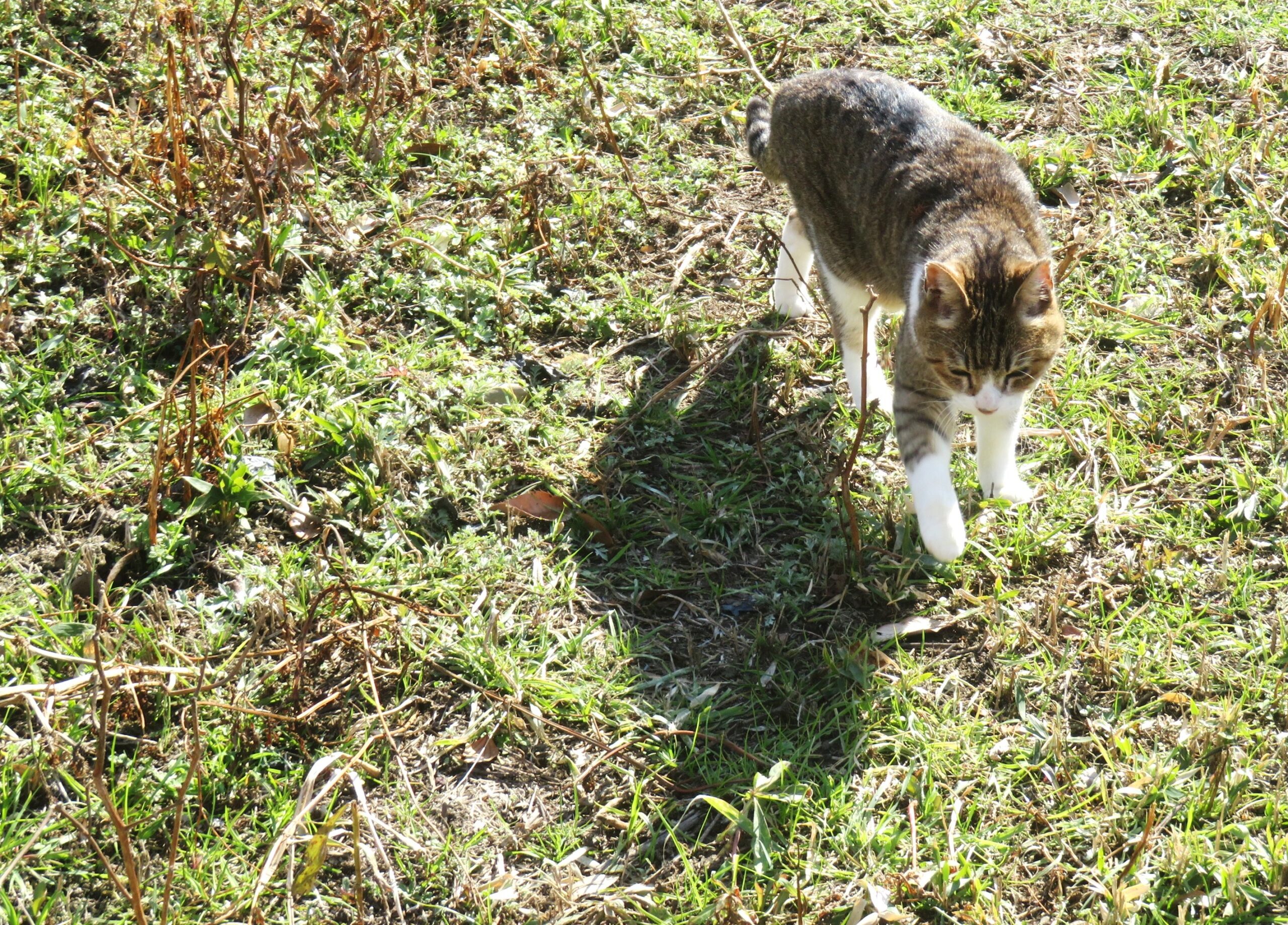 ねこ、風太　巡回