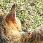 ねこ、風太　巡回