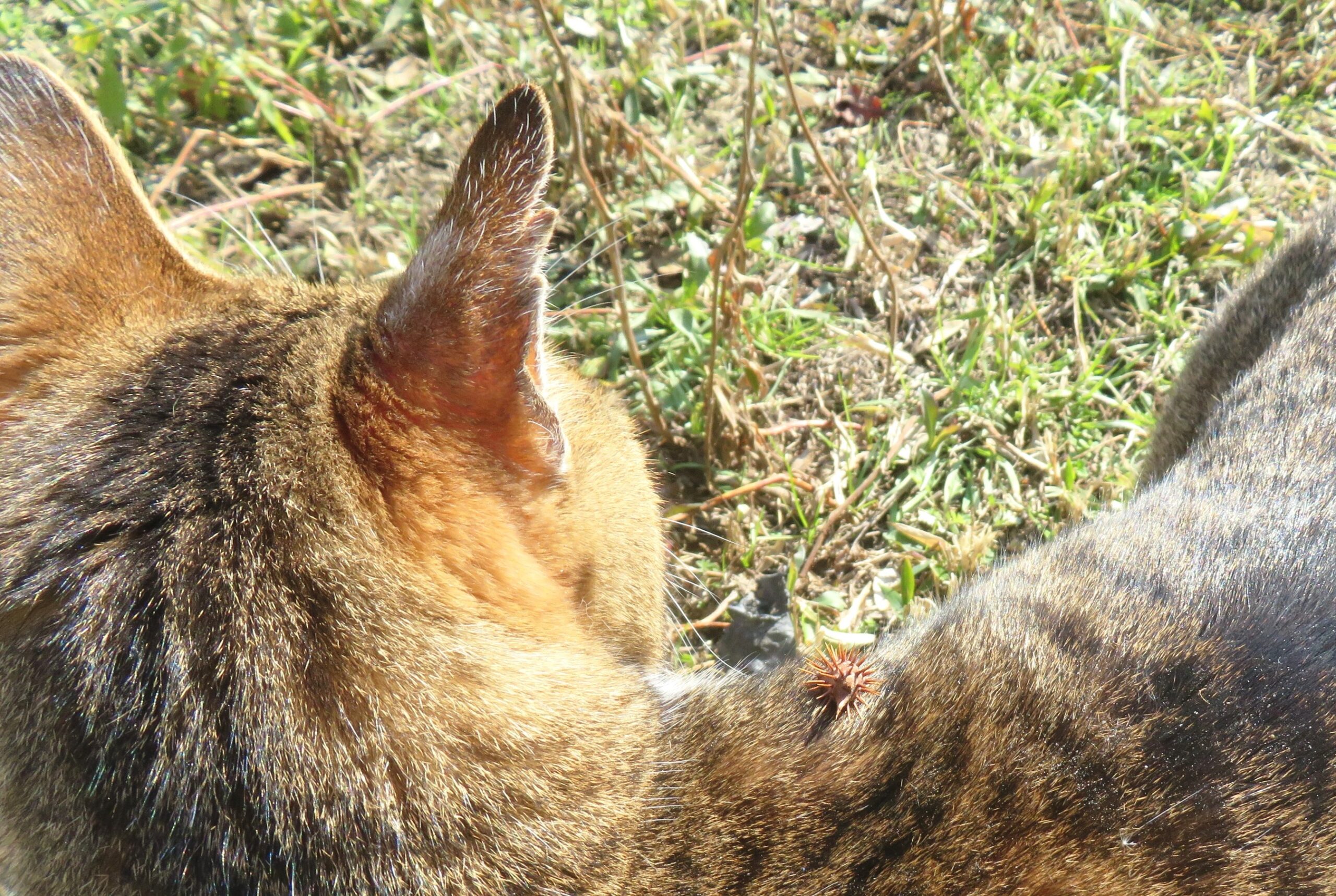 ねこ、風太　巡回