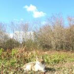 ねこ、風太　巡回