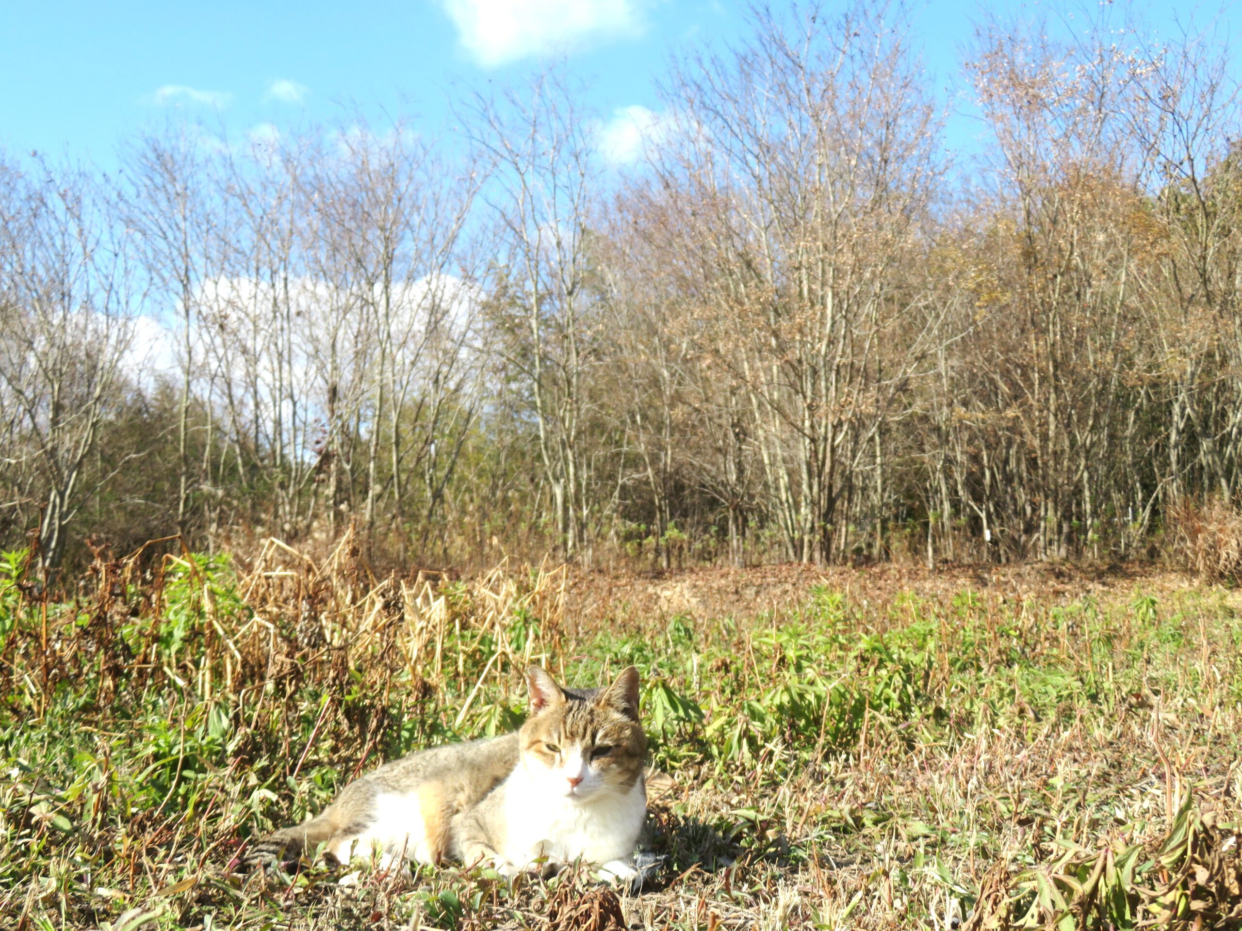 ねこ、風太　巡回