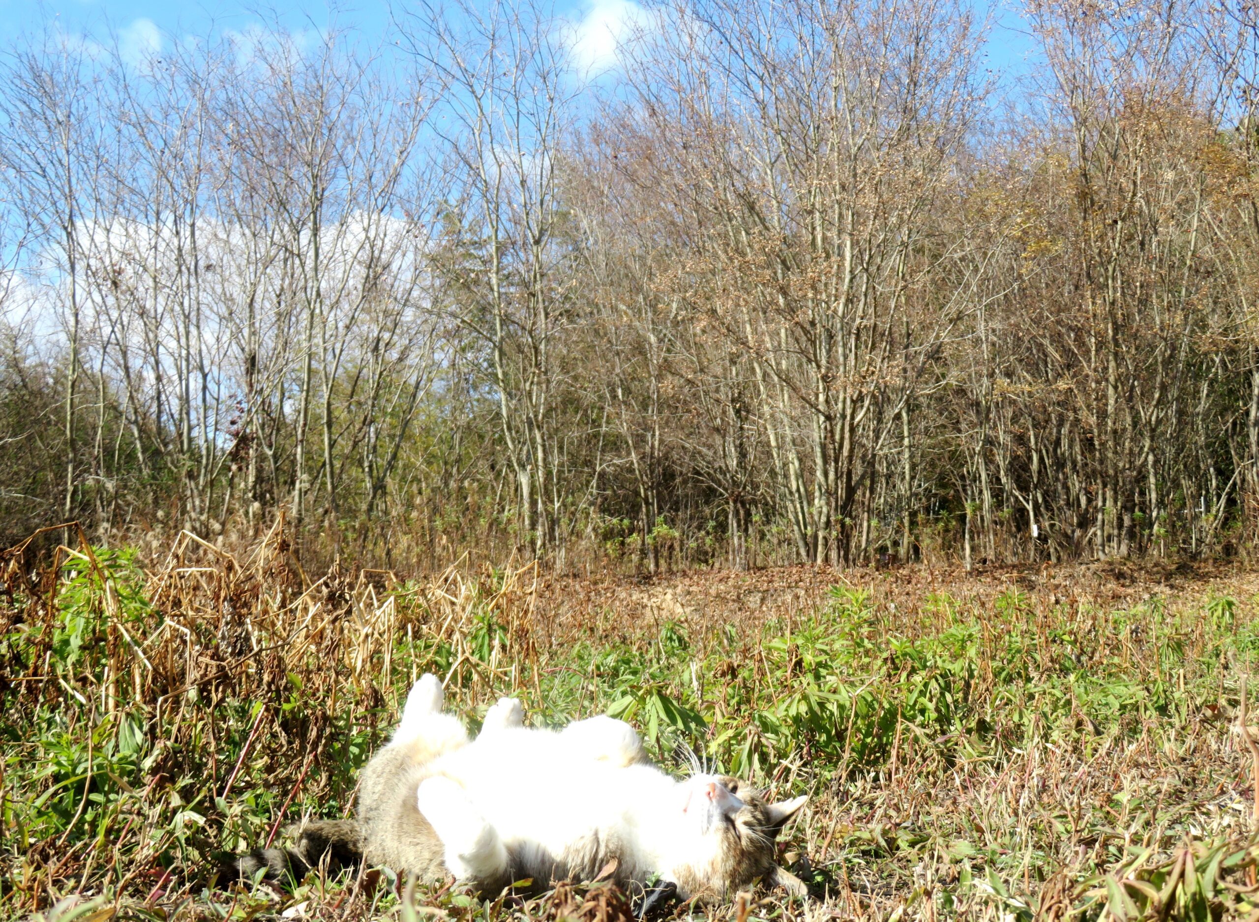 ねこ、風太　巡回