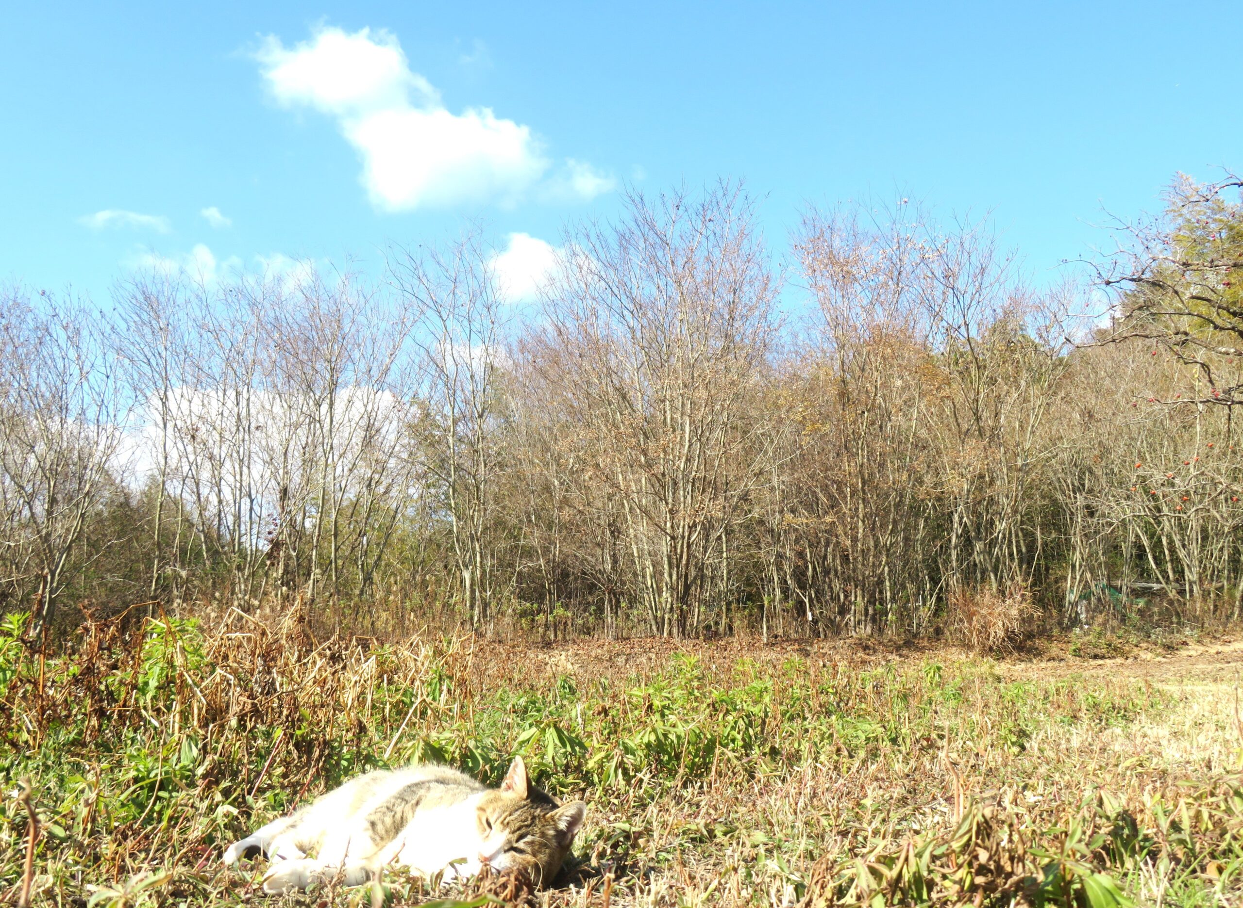 ねこ、風太　巡回