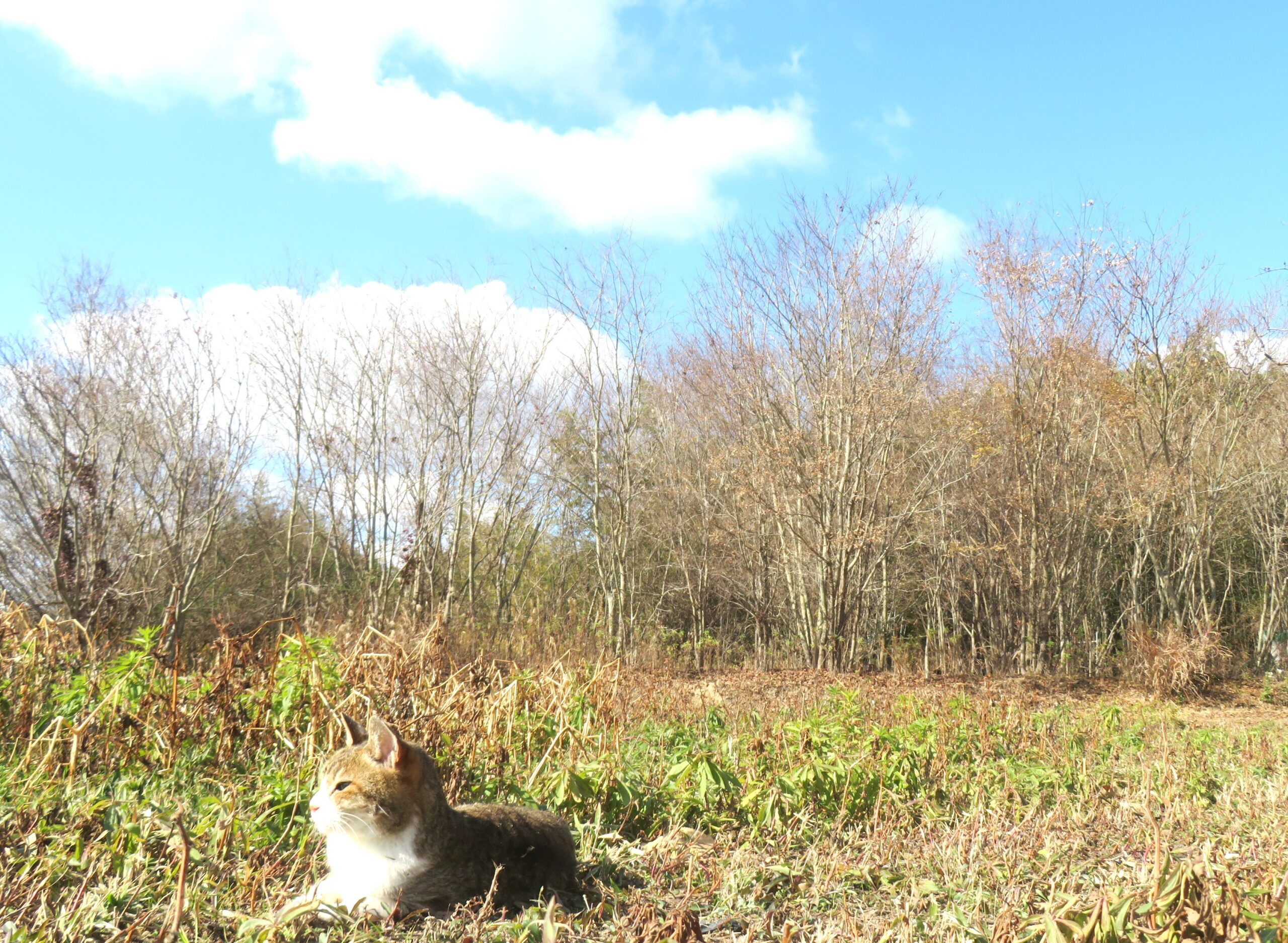 ねこ、風太　巡回