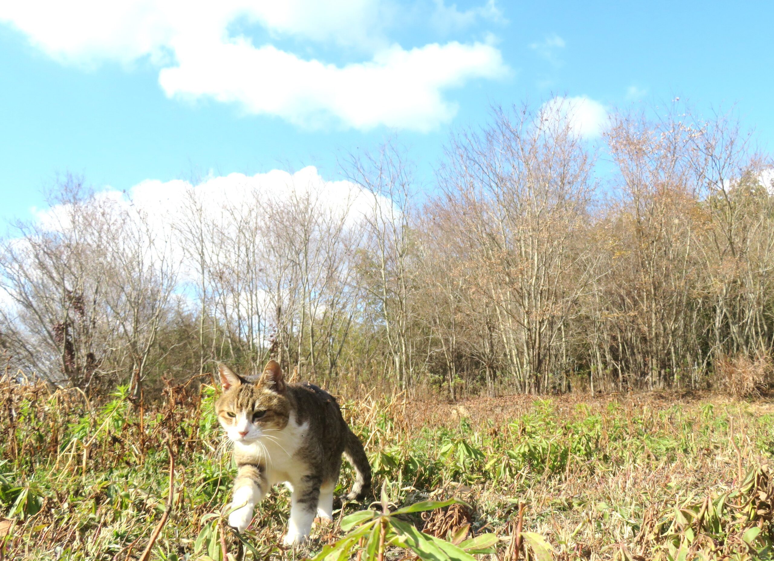 ねこ、風太　巡回