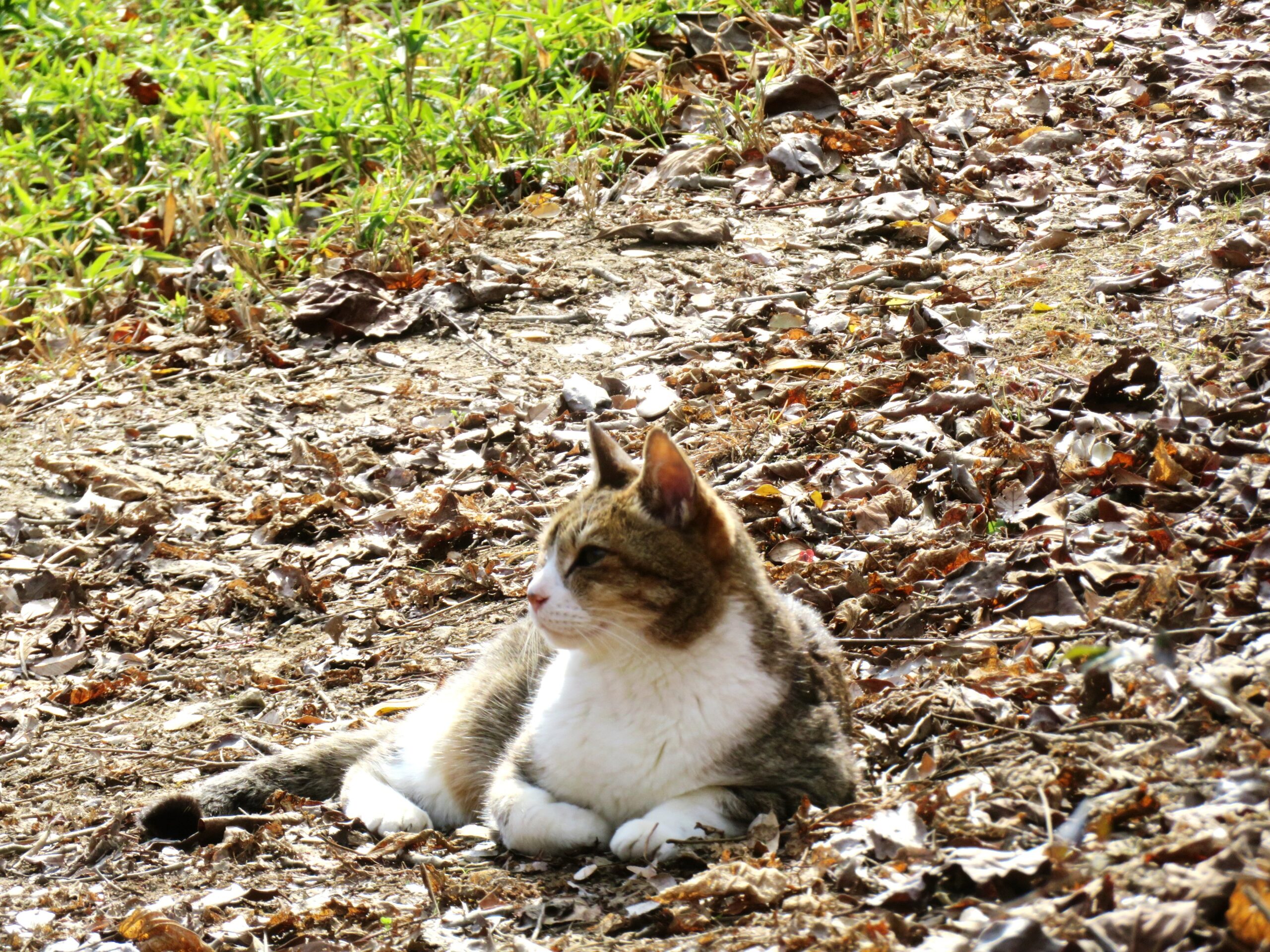 ねこ、風太　巡回