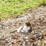 ねこ、風太　巡回