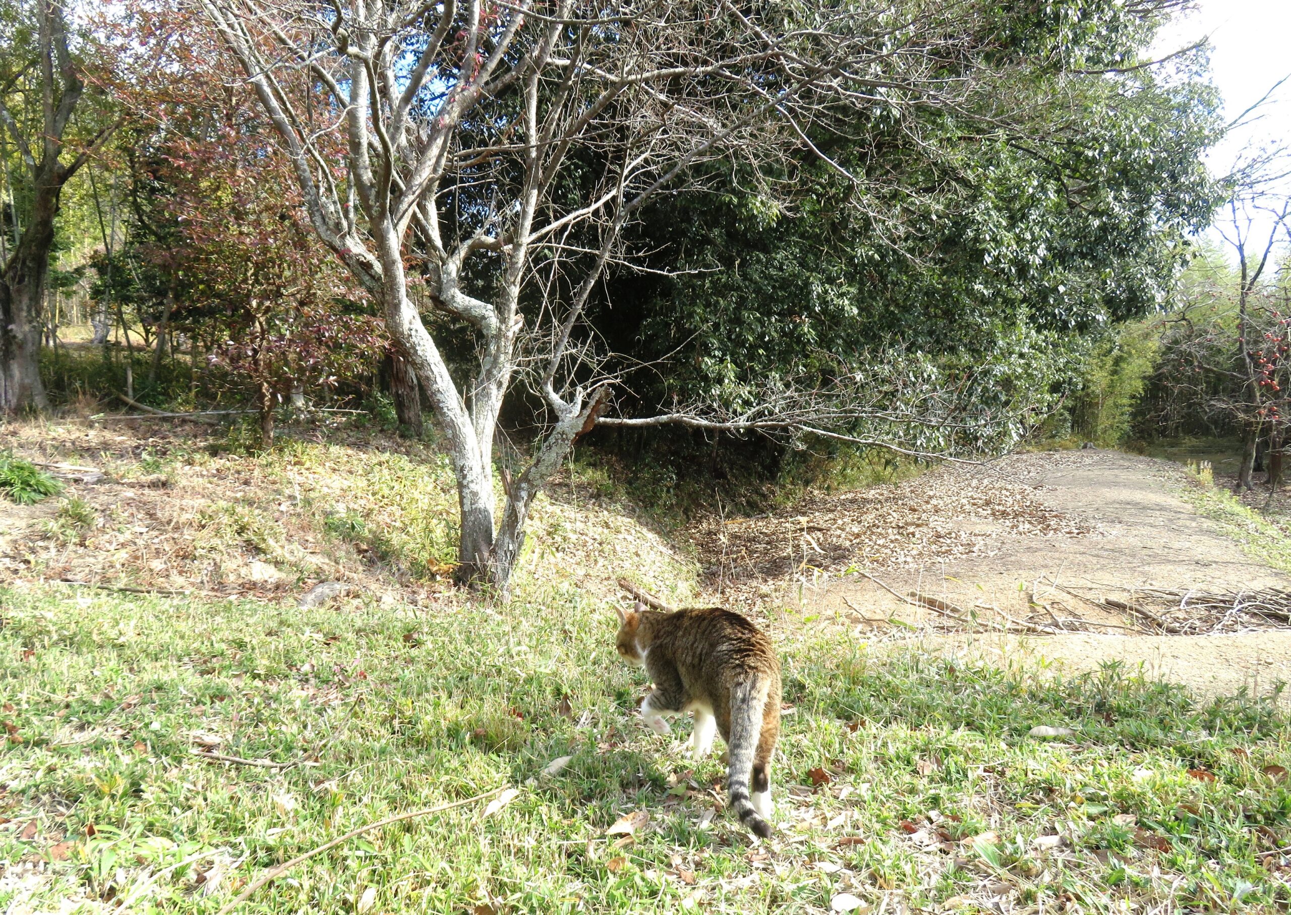 ねこ、風太　巡回