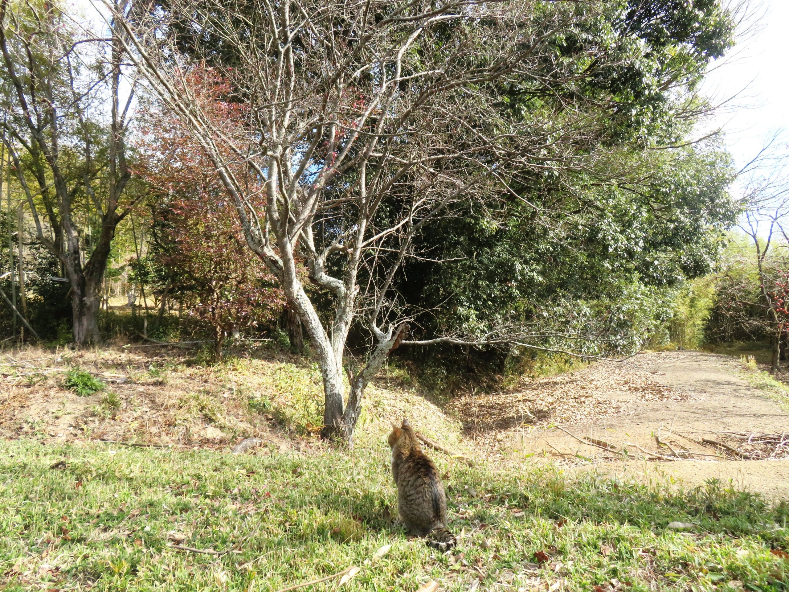 ねこ、風太　巡回