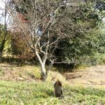 ねこ、風太　巡回