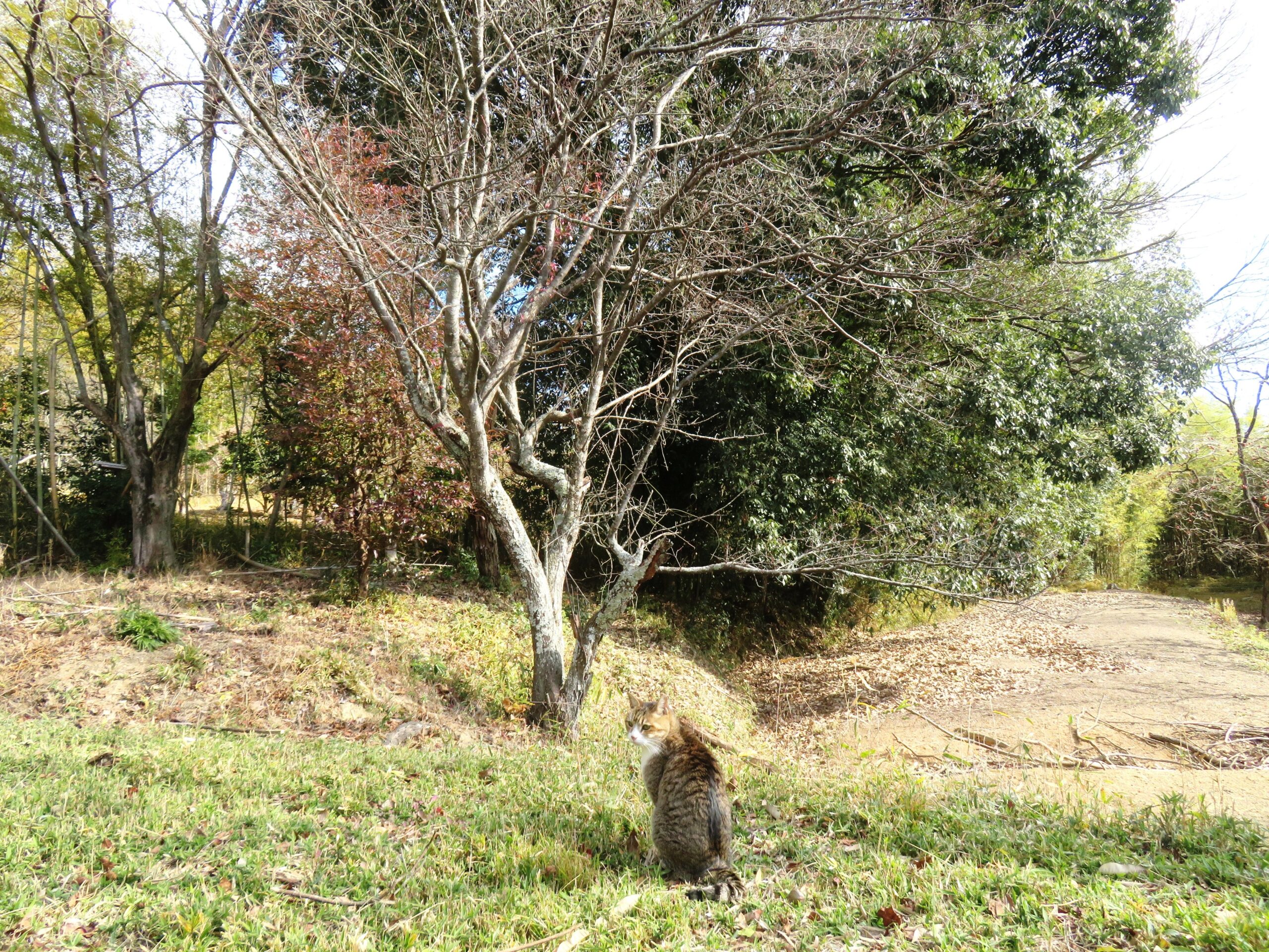 ねこ、風太　巡回