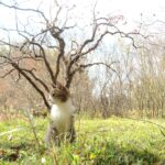 ねこ、風太　巡回