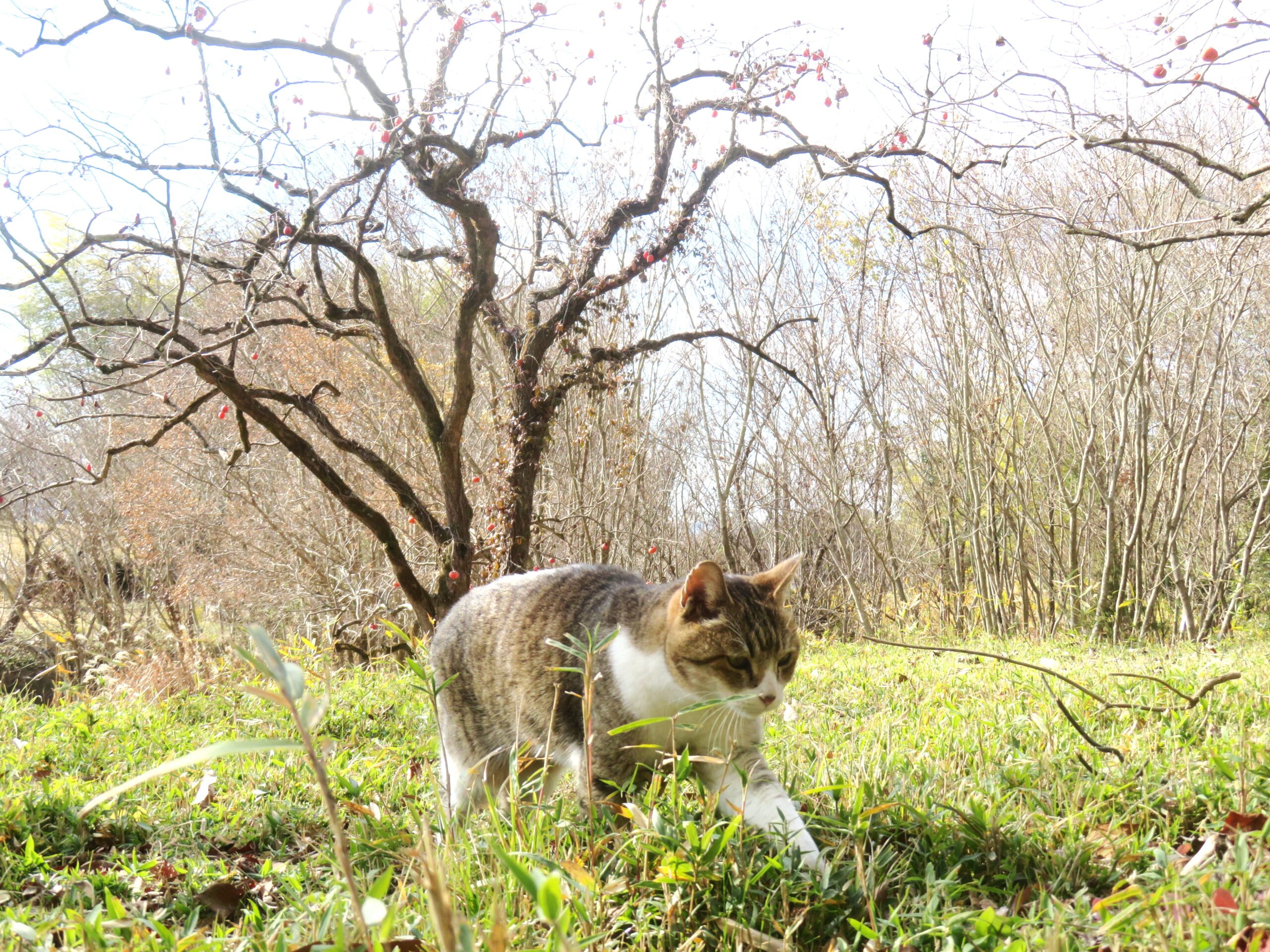 ねこ、風太　巡回