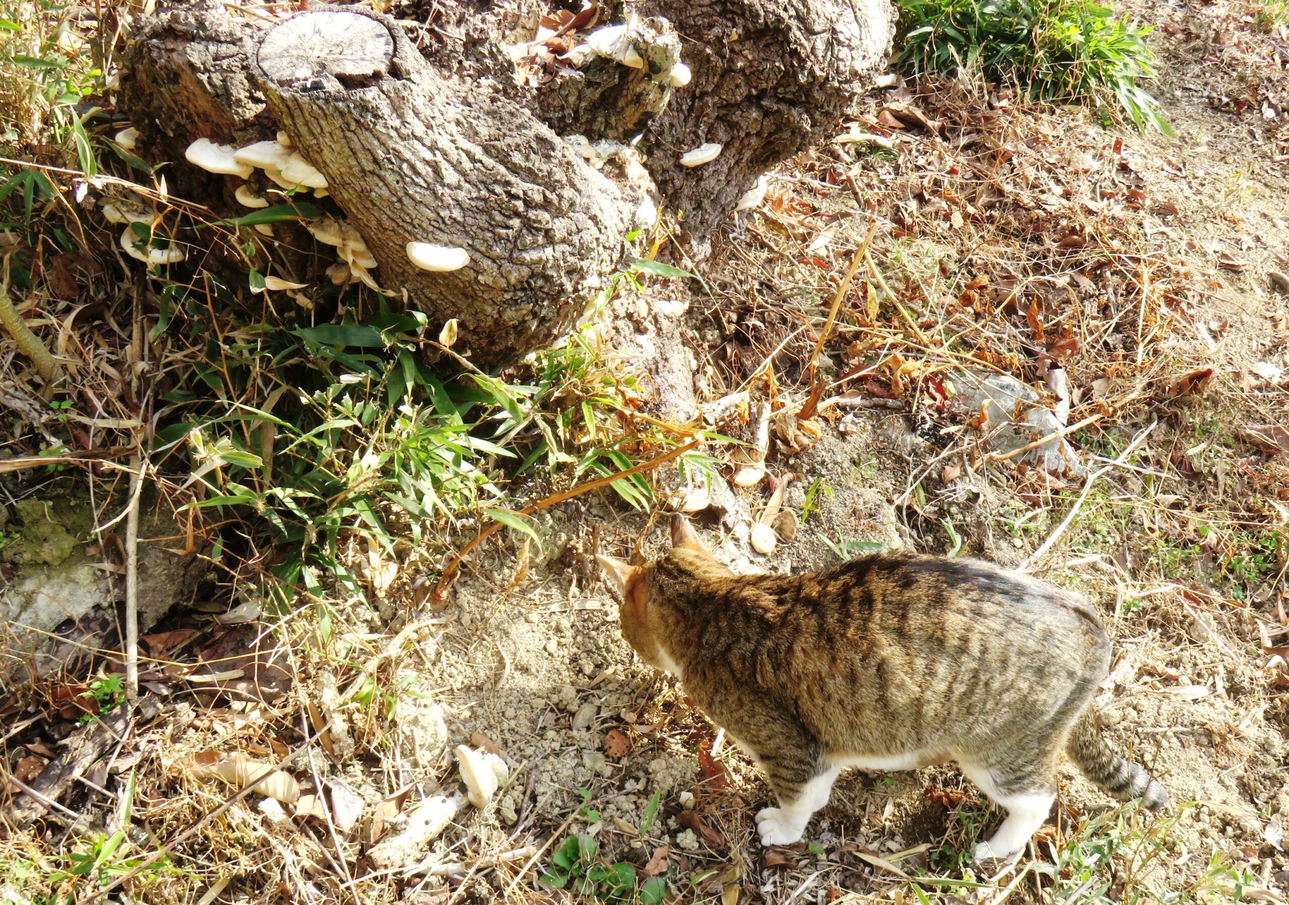 ねこ、風太　巡回