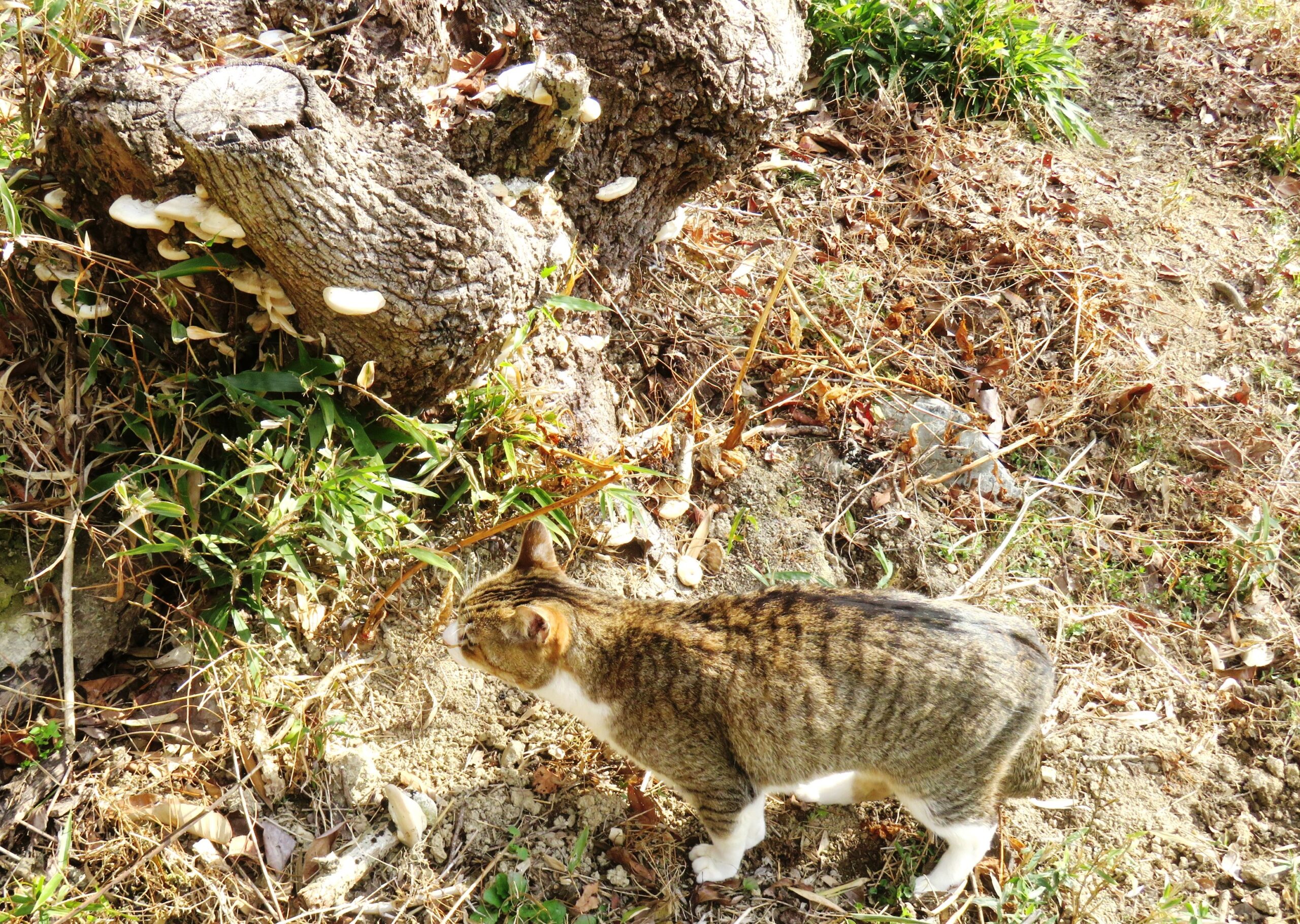 ねこ、風太　巡回