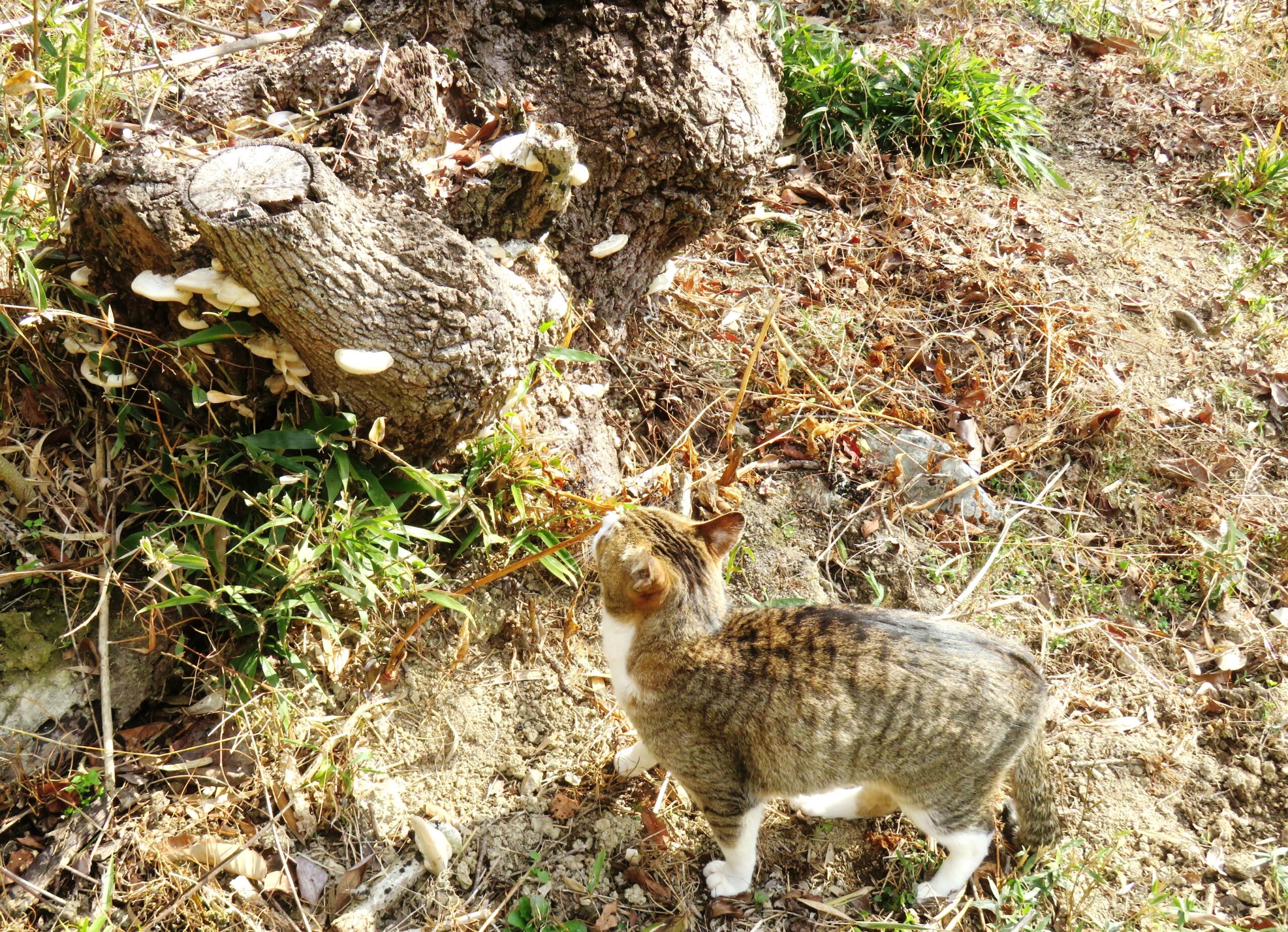 ねこ、風太　巡回