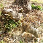 ねこ、風太　巡回