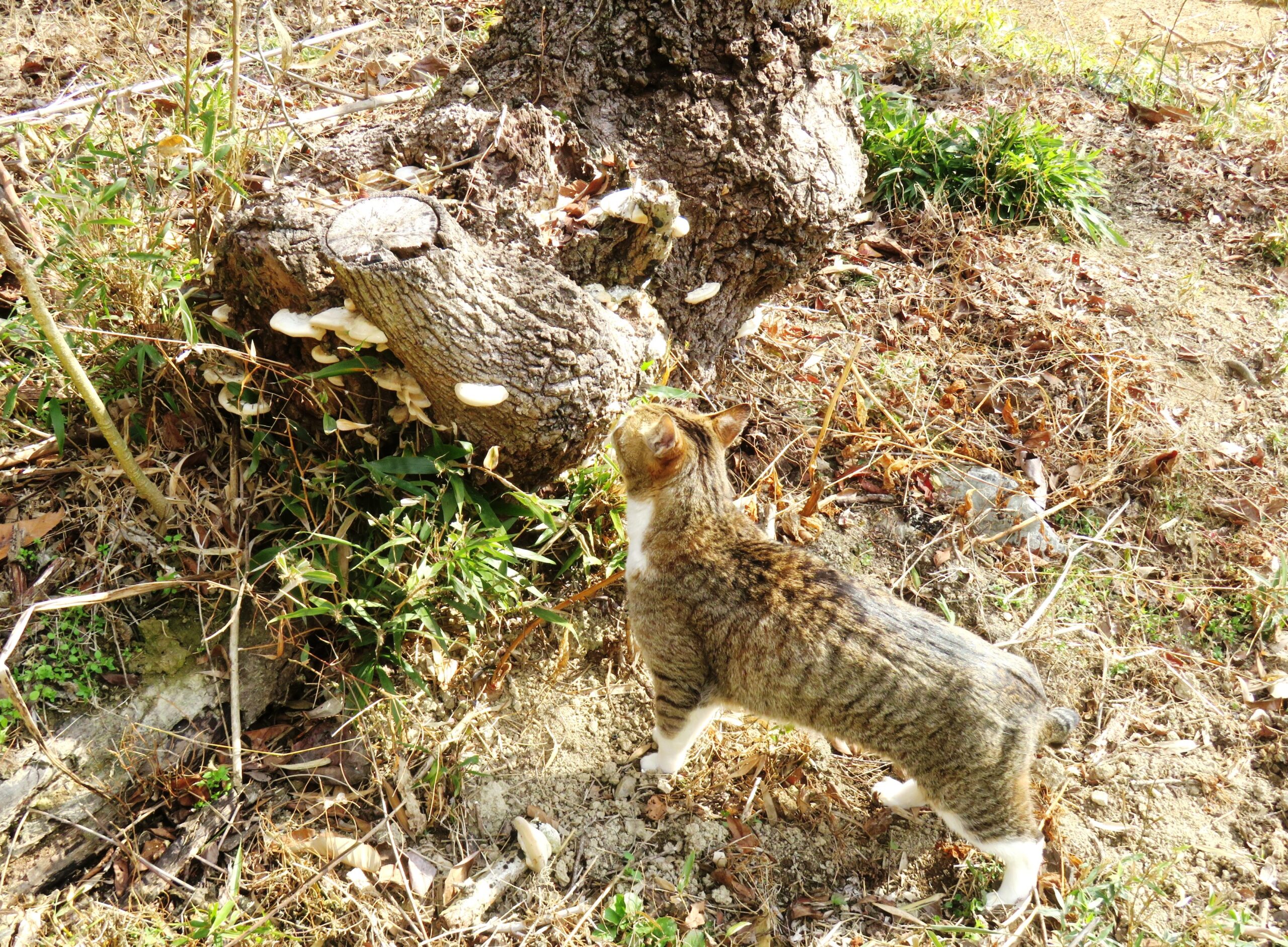 ねこ、風太　巡回