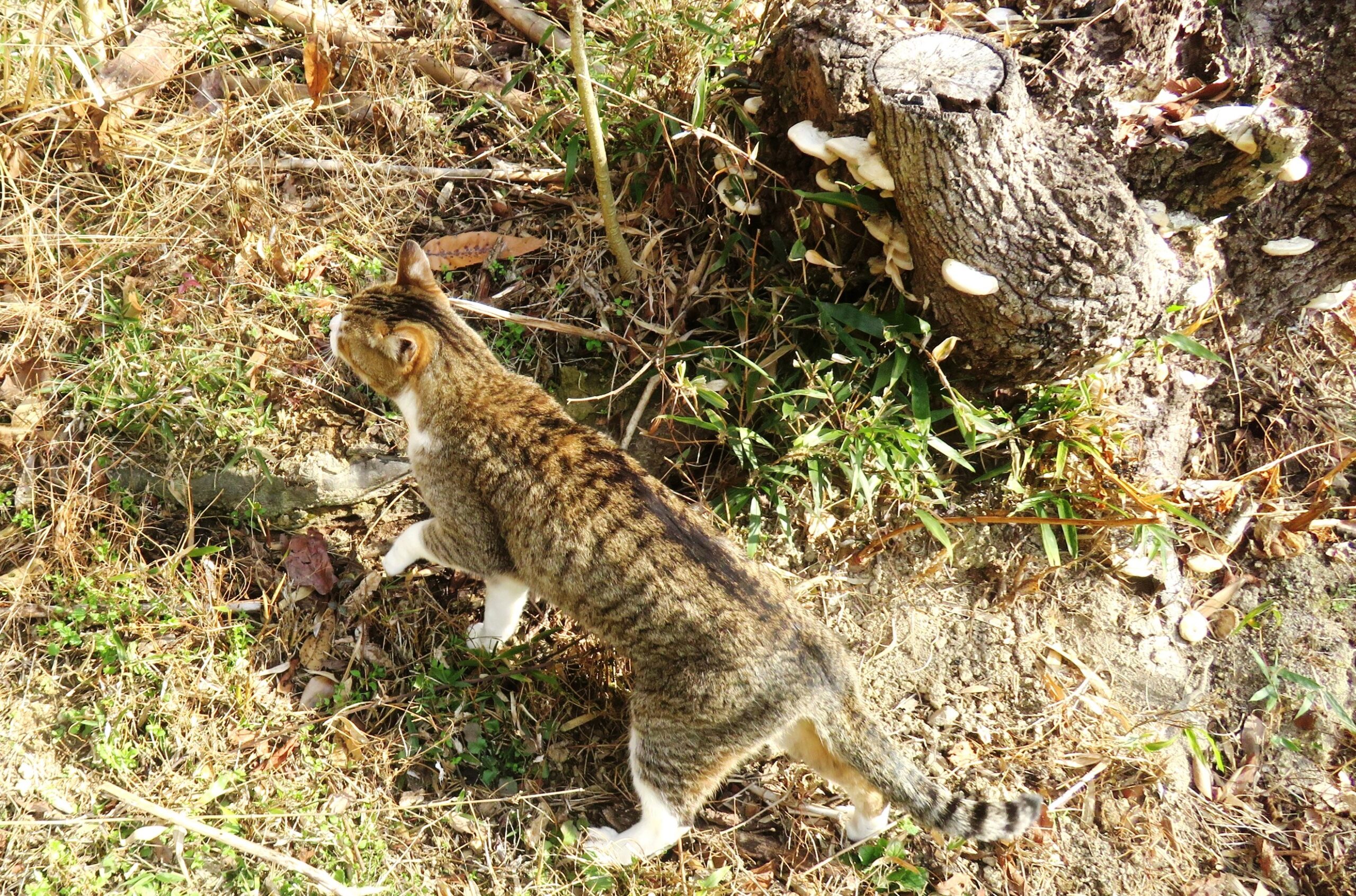 ねこ、風太　巡回