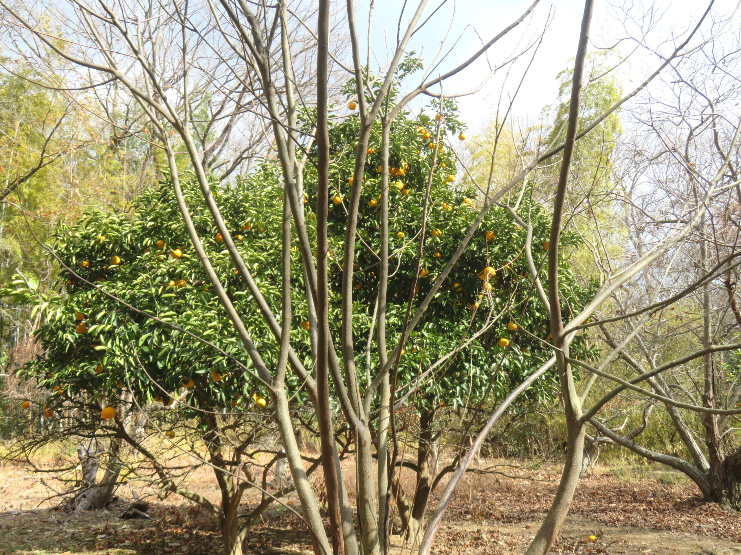 みかんの木