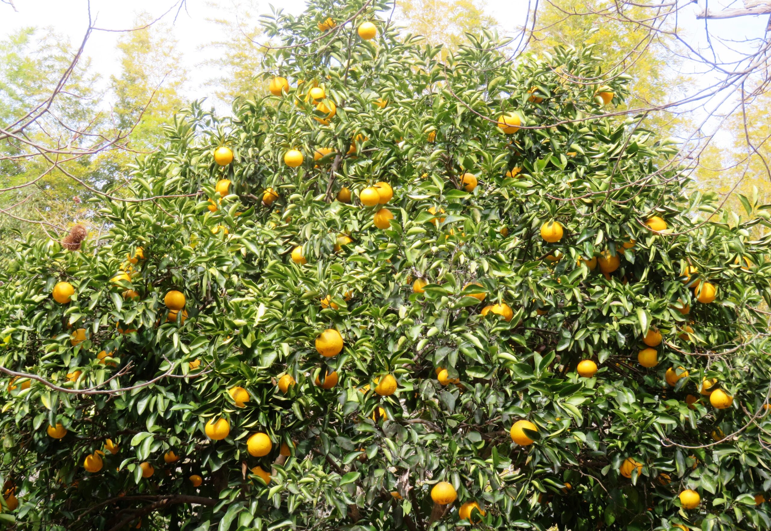 みかんの木