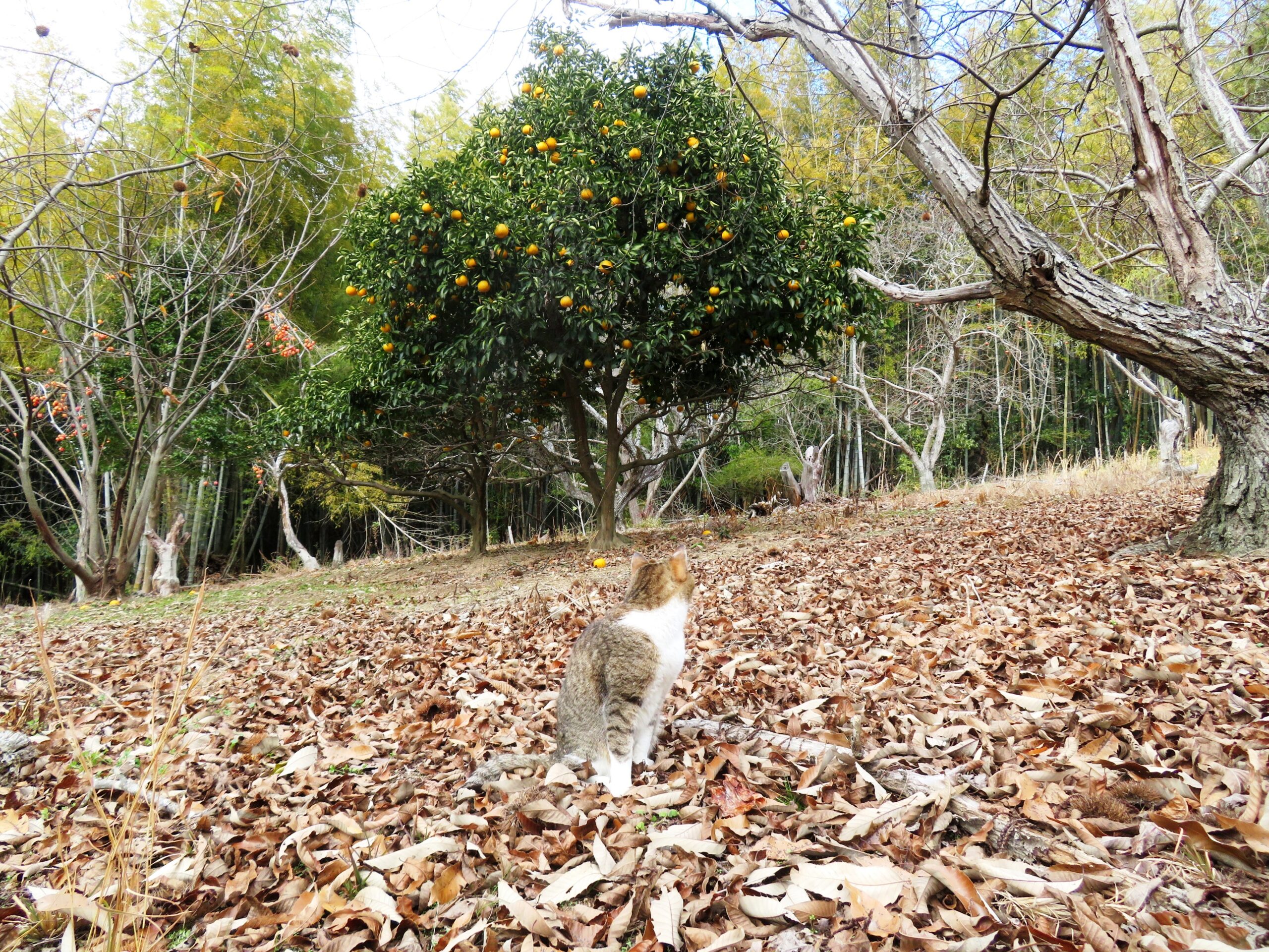 ねこ、風太　巡回