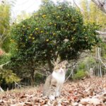 ねこ、風太　巡回