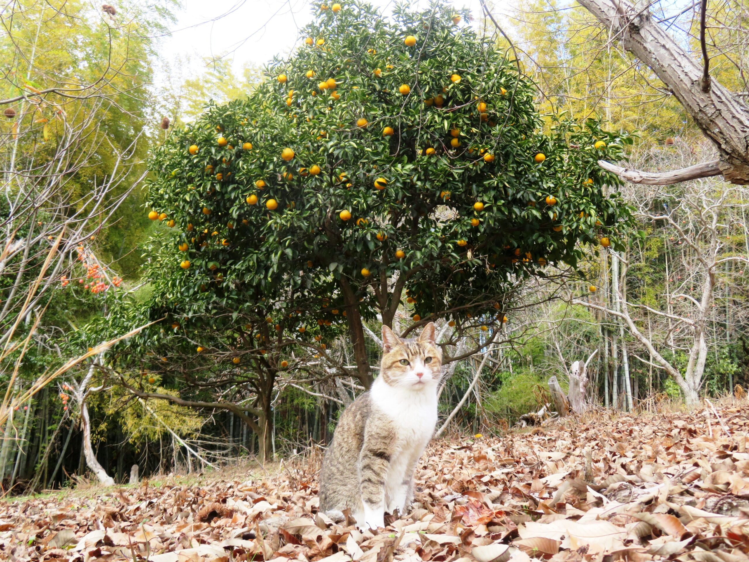 ねこ、風太　巡回