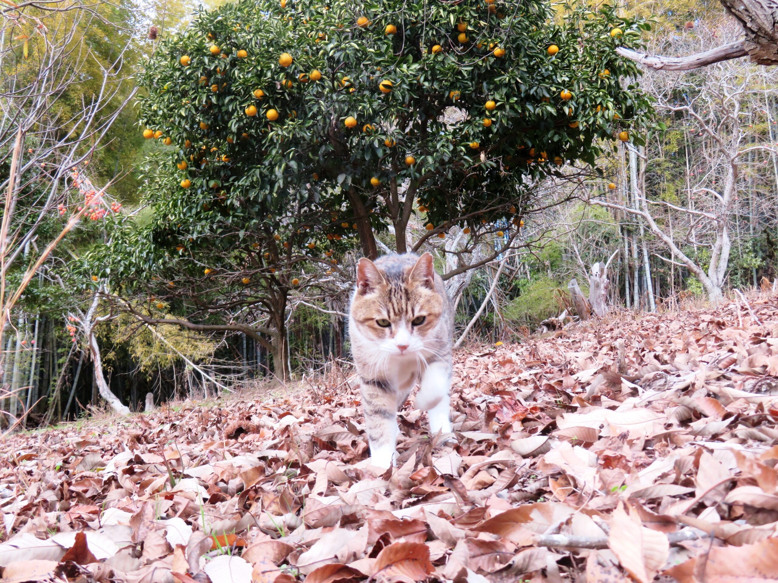 ねこ、風太　巡回