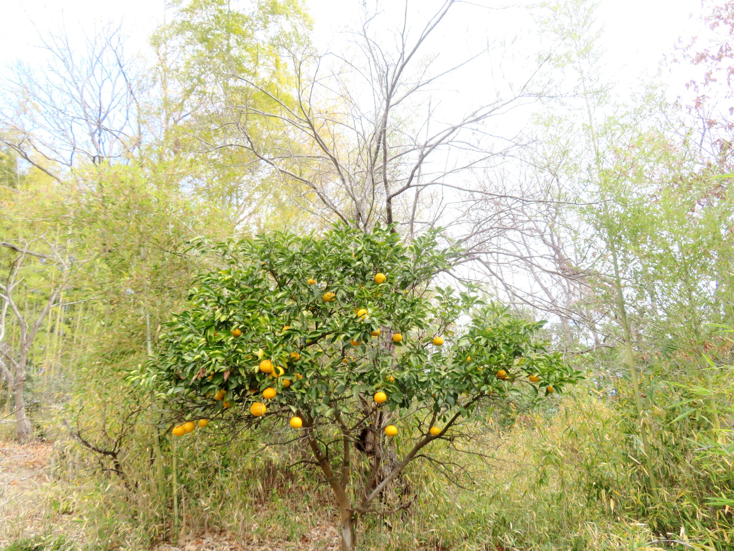 みかんの木