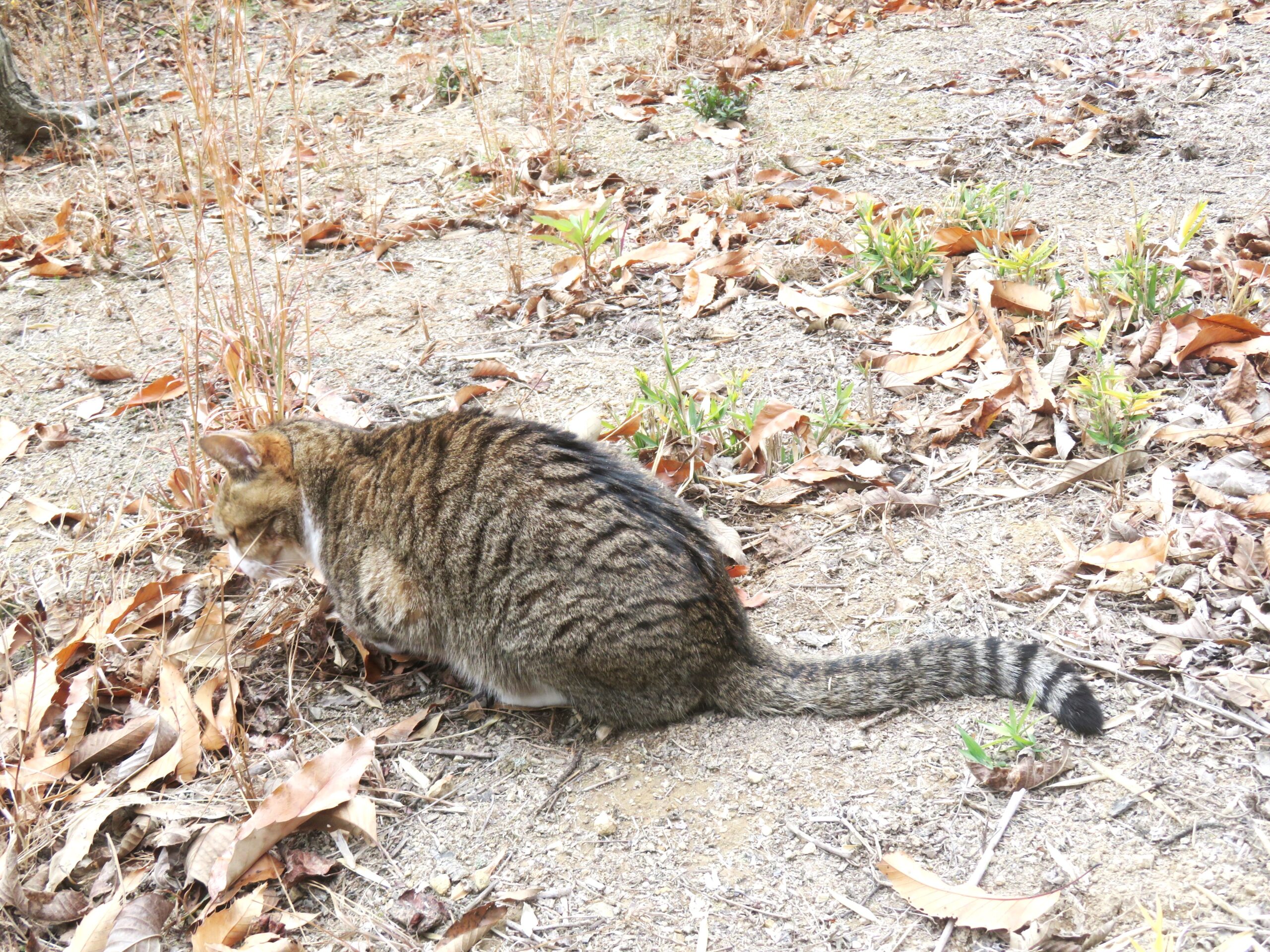 ねこ、風太 巡回