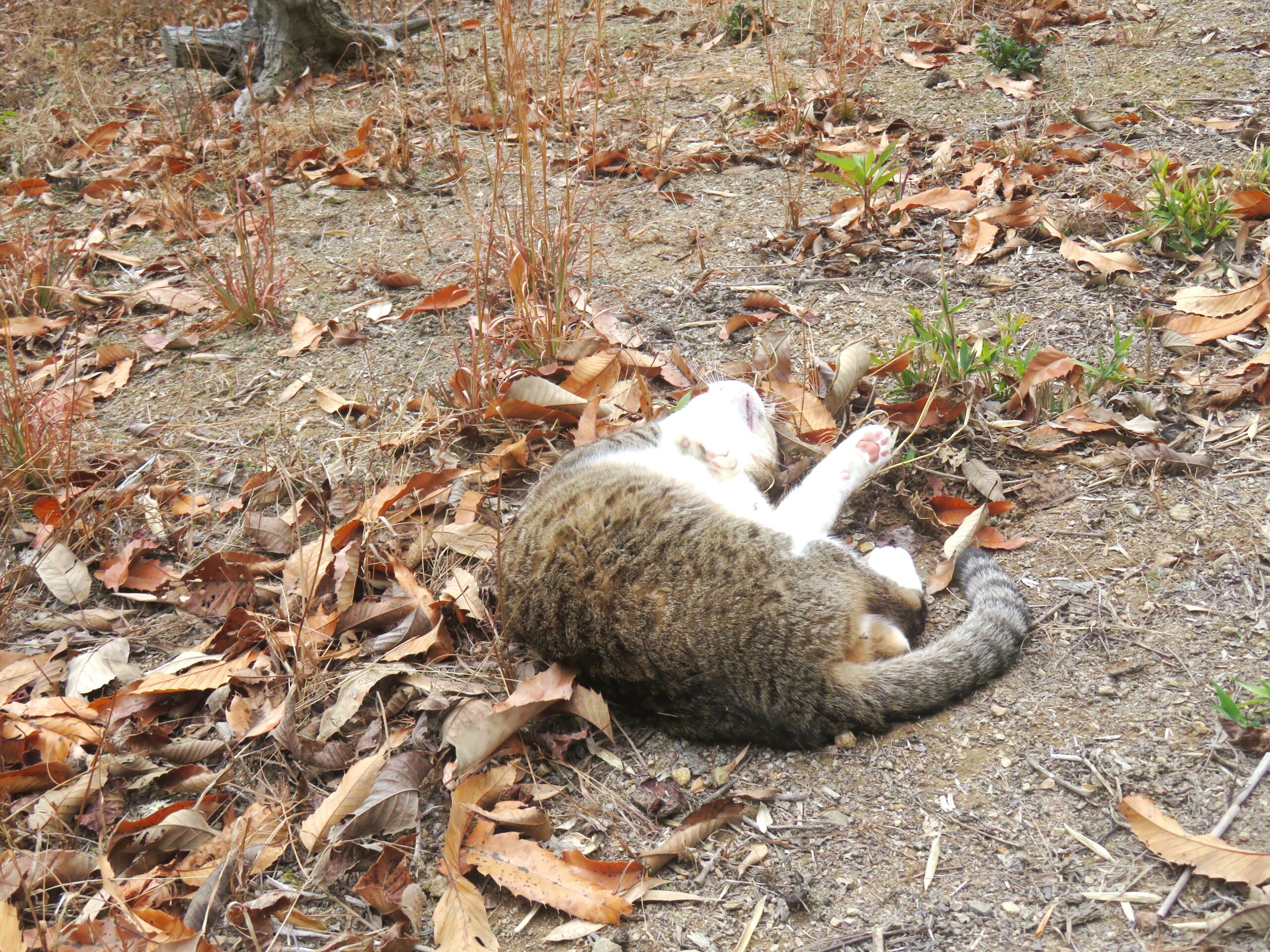 ねこ、風太 巡回