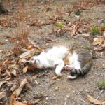 ねこ、風太　巡回