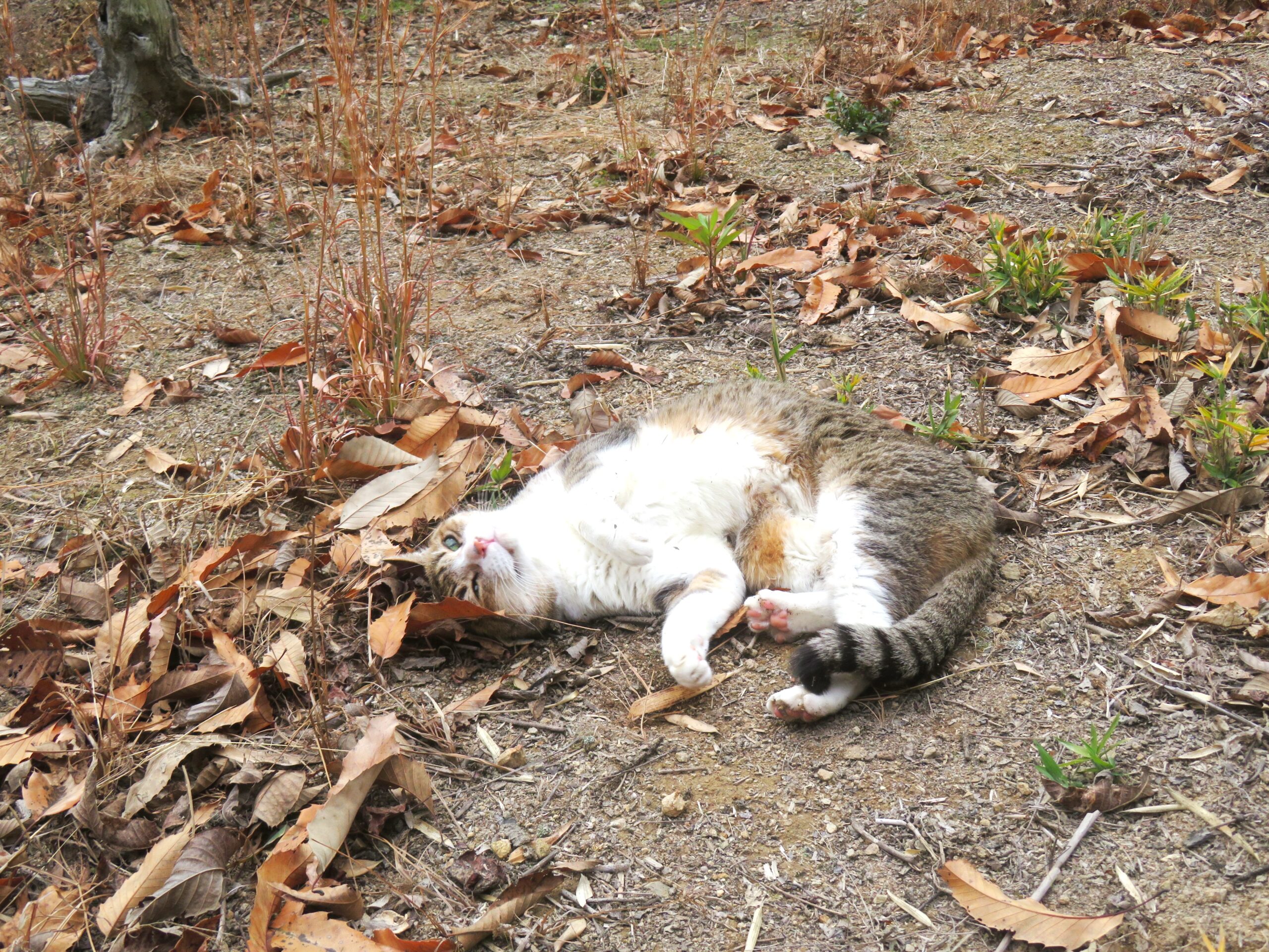 ねこ、風太 巡回