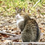 ねこ、風太　巡回