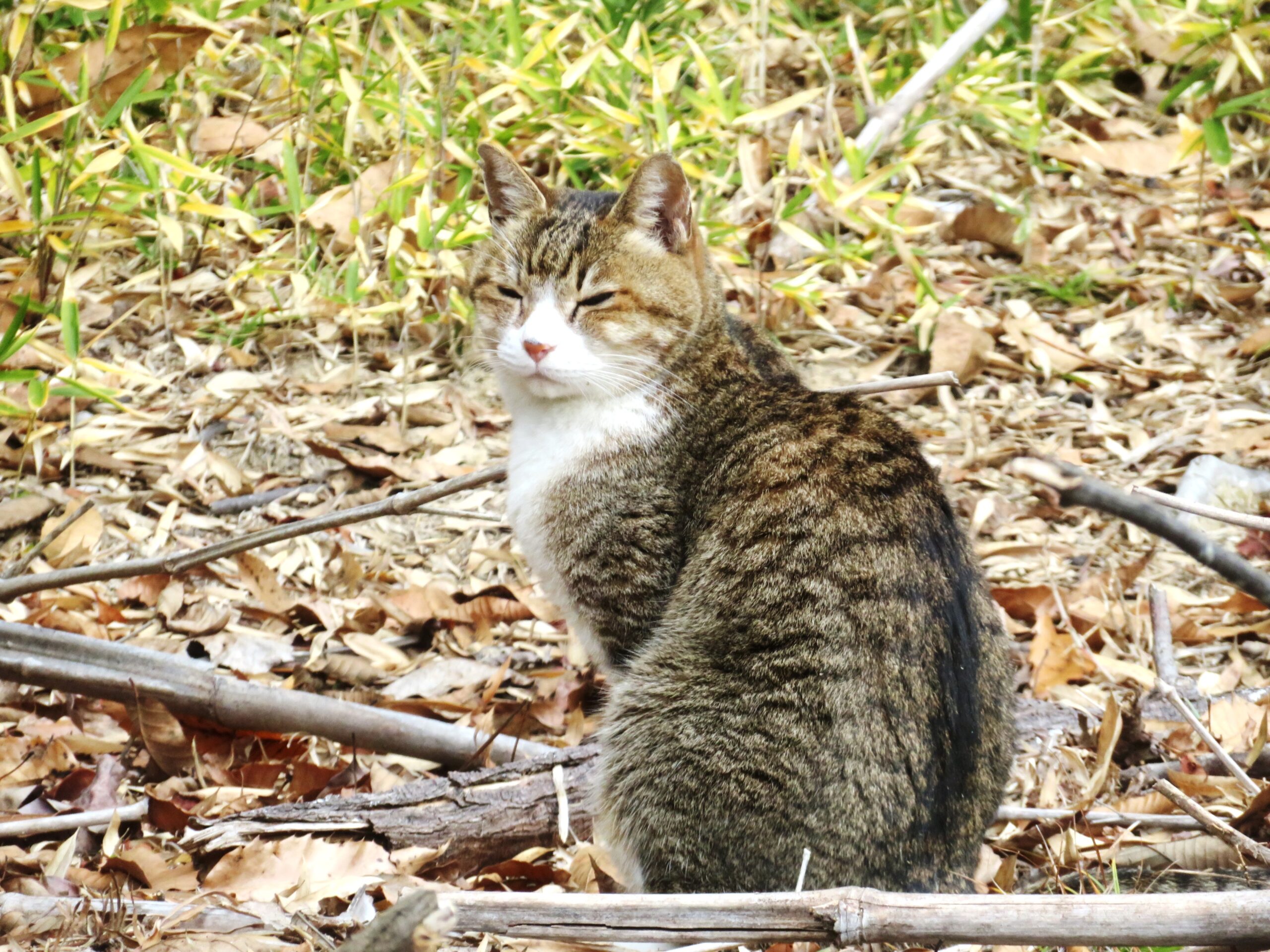 ねこ、風太　巡回