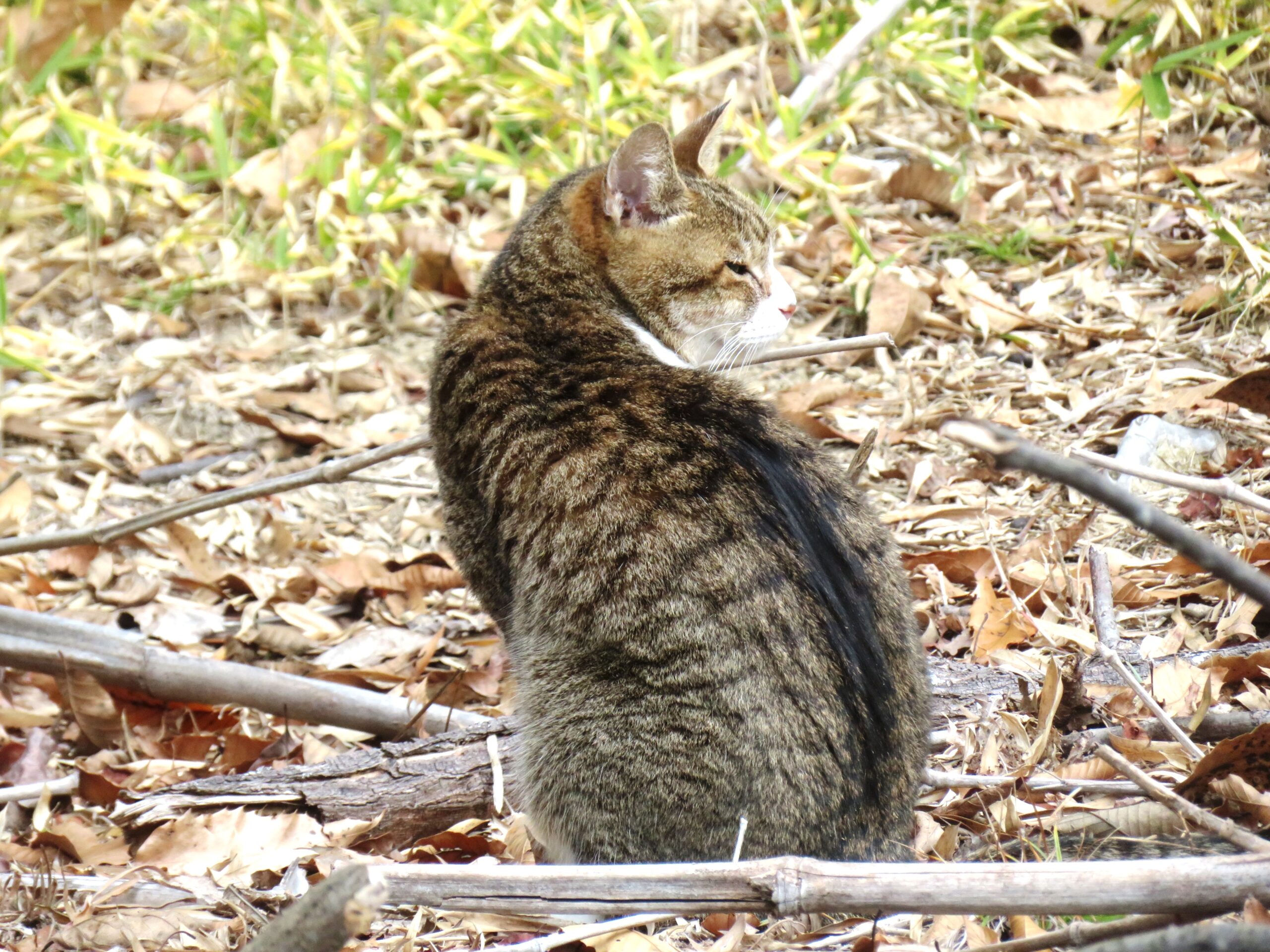 ねこ、風太　巡回